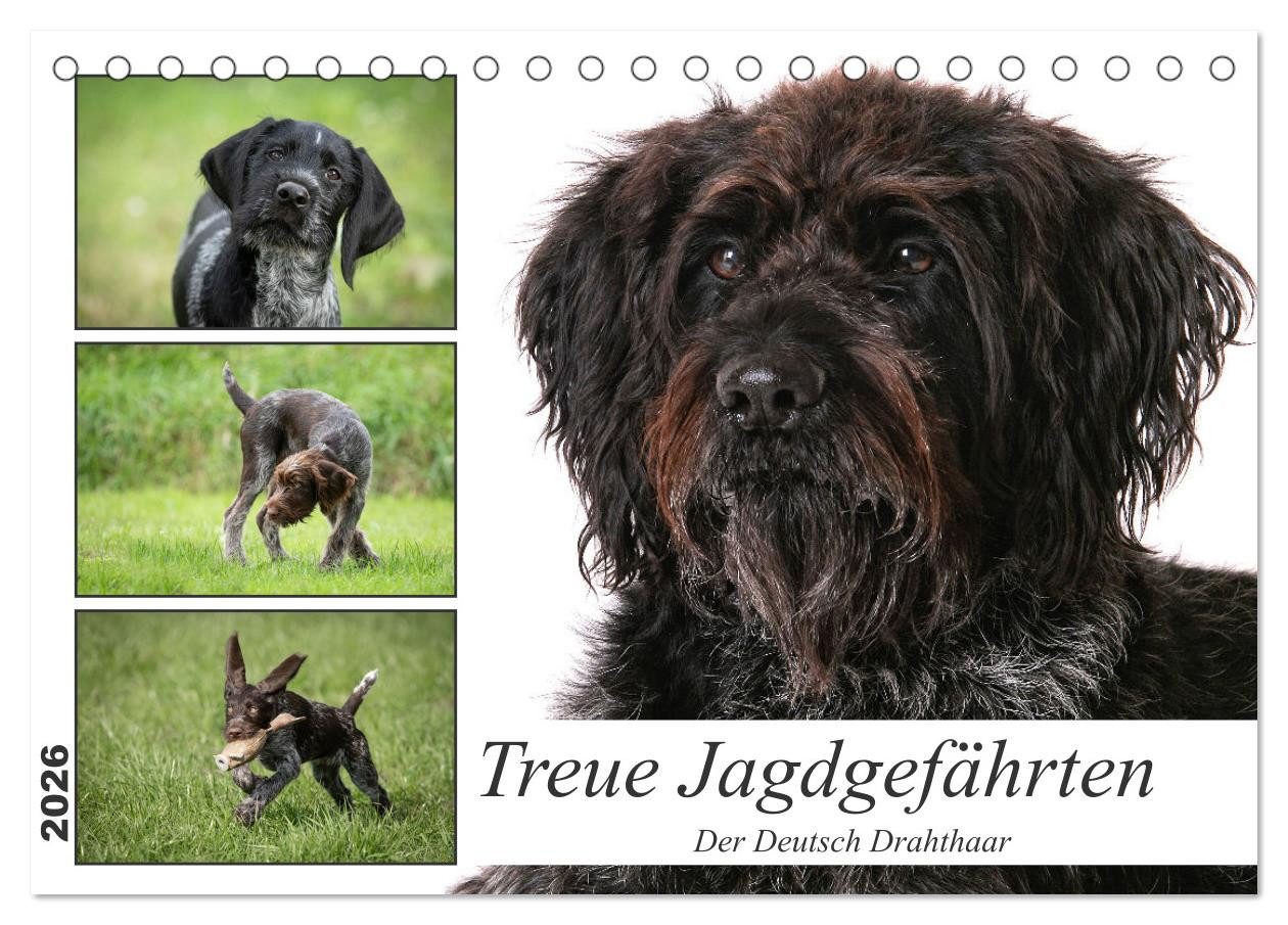 CALVENDO Настінний календар Treue Jagdgefährten - Der Deutsch Drahthaar (Tischkalender 2026 DIN A5