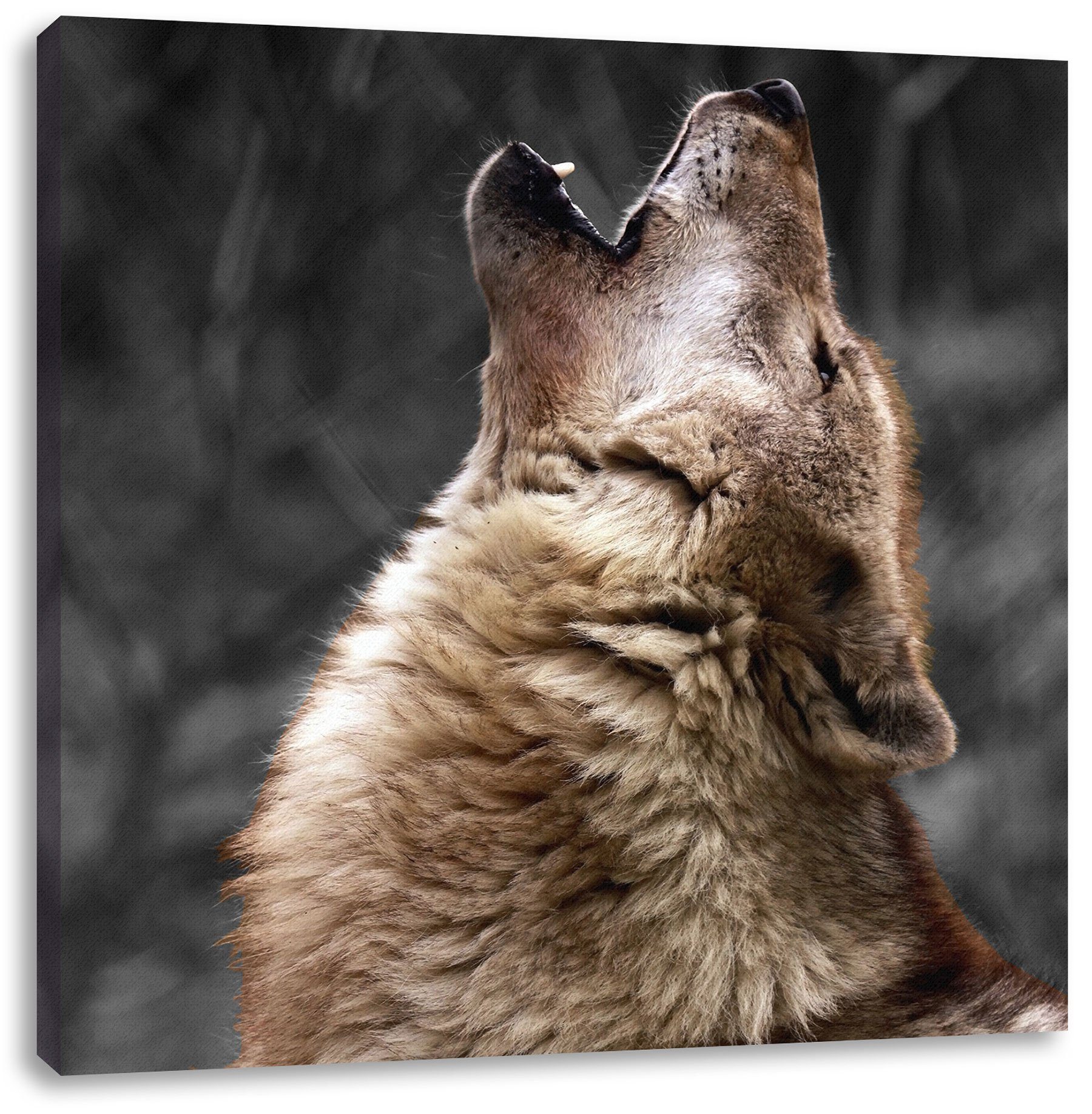 Pixxprint Leinwandbild Anmutiger Heulender bespannt, Zackenaufhänger Wolf Wolf, inkl. fertig Anmutiger St), (1 Heulender Leinwandbild