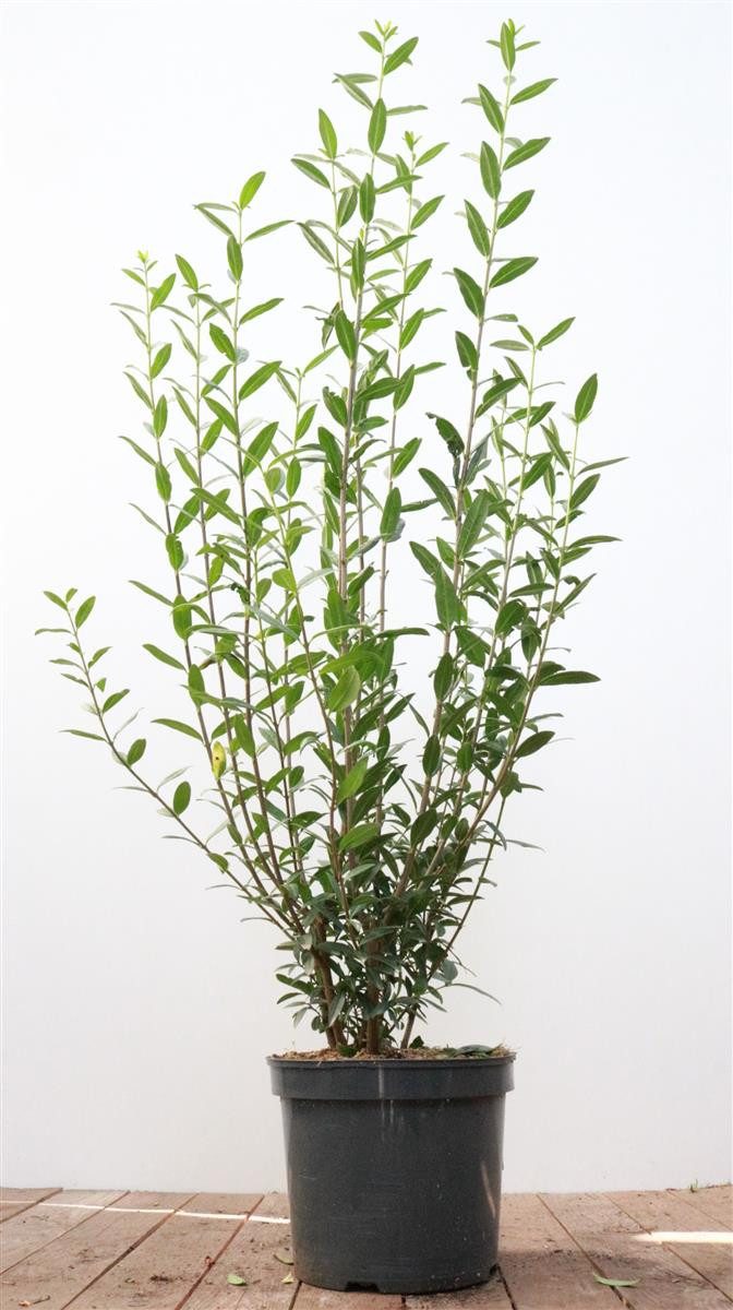 Pflanzen für Dich Gehölze Ligustrum vulg. Atrovirens, 1 St., Gewöhnlicher Liguster, Heckenliguster, Liguster
