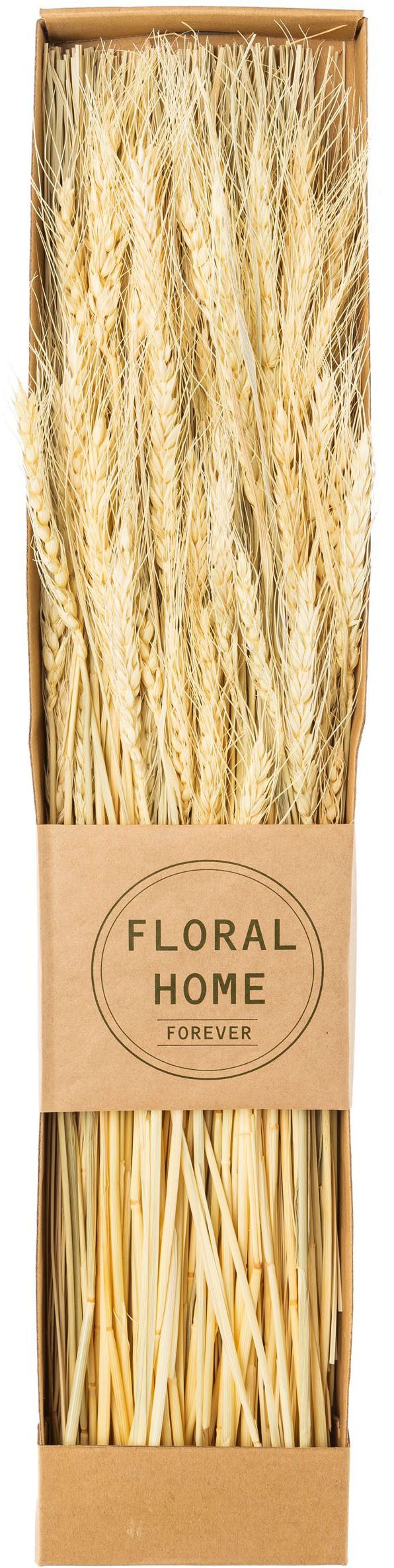 Trockenblume Trockenblumen-Bündel, Creativ green, Höhe 60 cm, in 3 Sorten günstig online kaufen