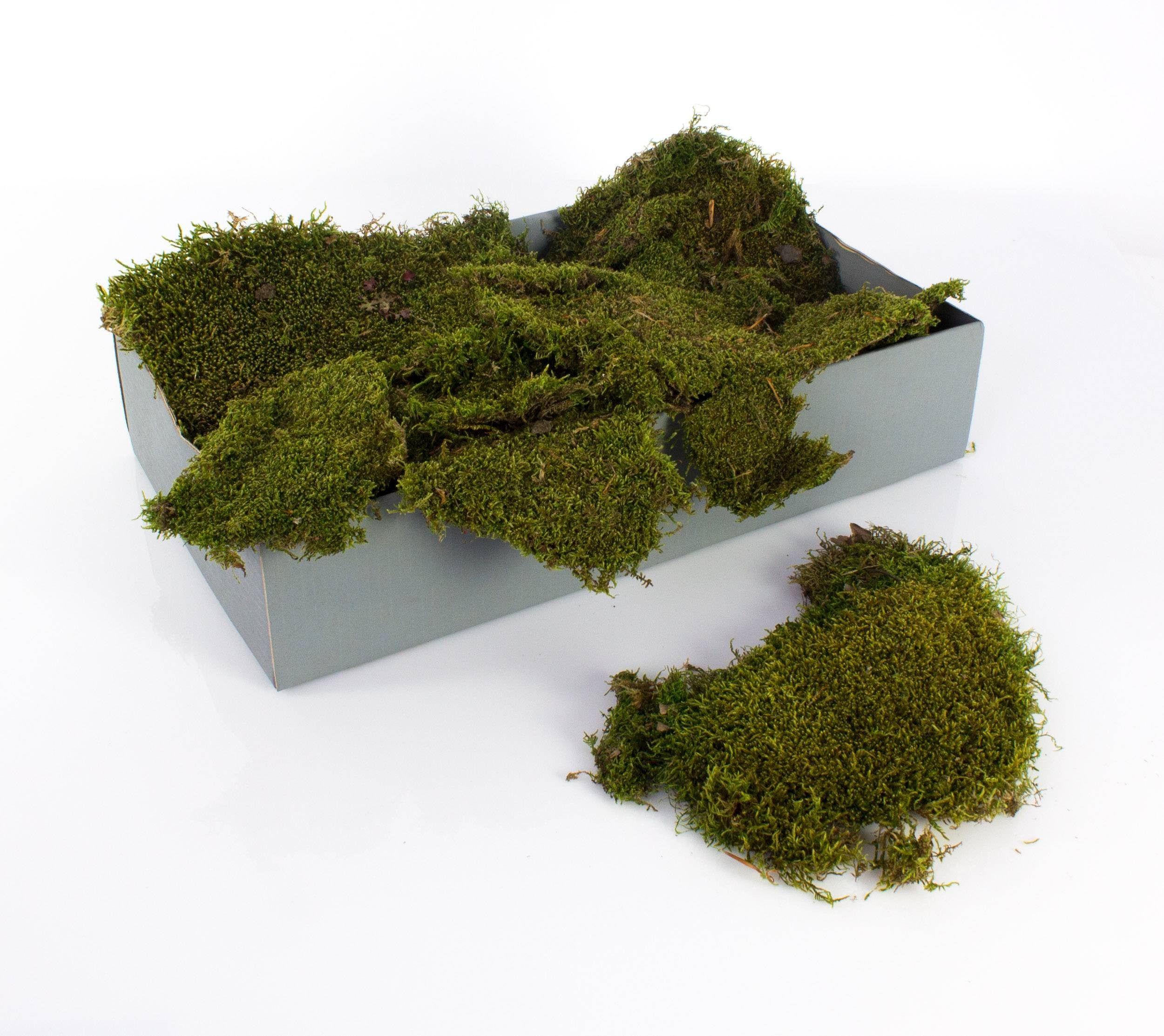 Künstliche Zimmerpflanze Echtes Lappen Moos zum Dekorieren, Natur grün, 2kg - Deko Moos Moos (Lappenmoos), artplants