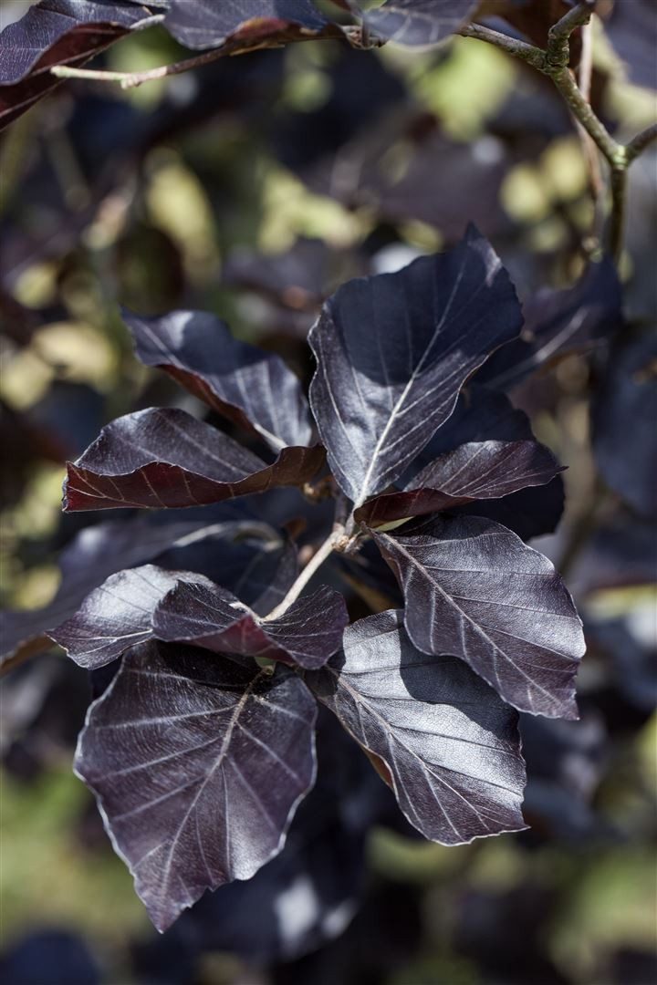 Pflanzen für Dich Hecken Fagus sylvatica Dawyck Purple, 1 St., Rotbuche, Blutbuche, dunkelrot, säulenförmig