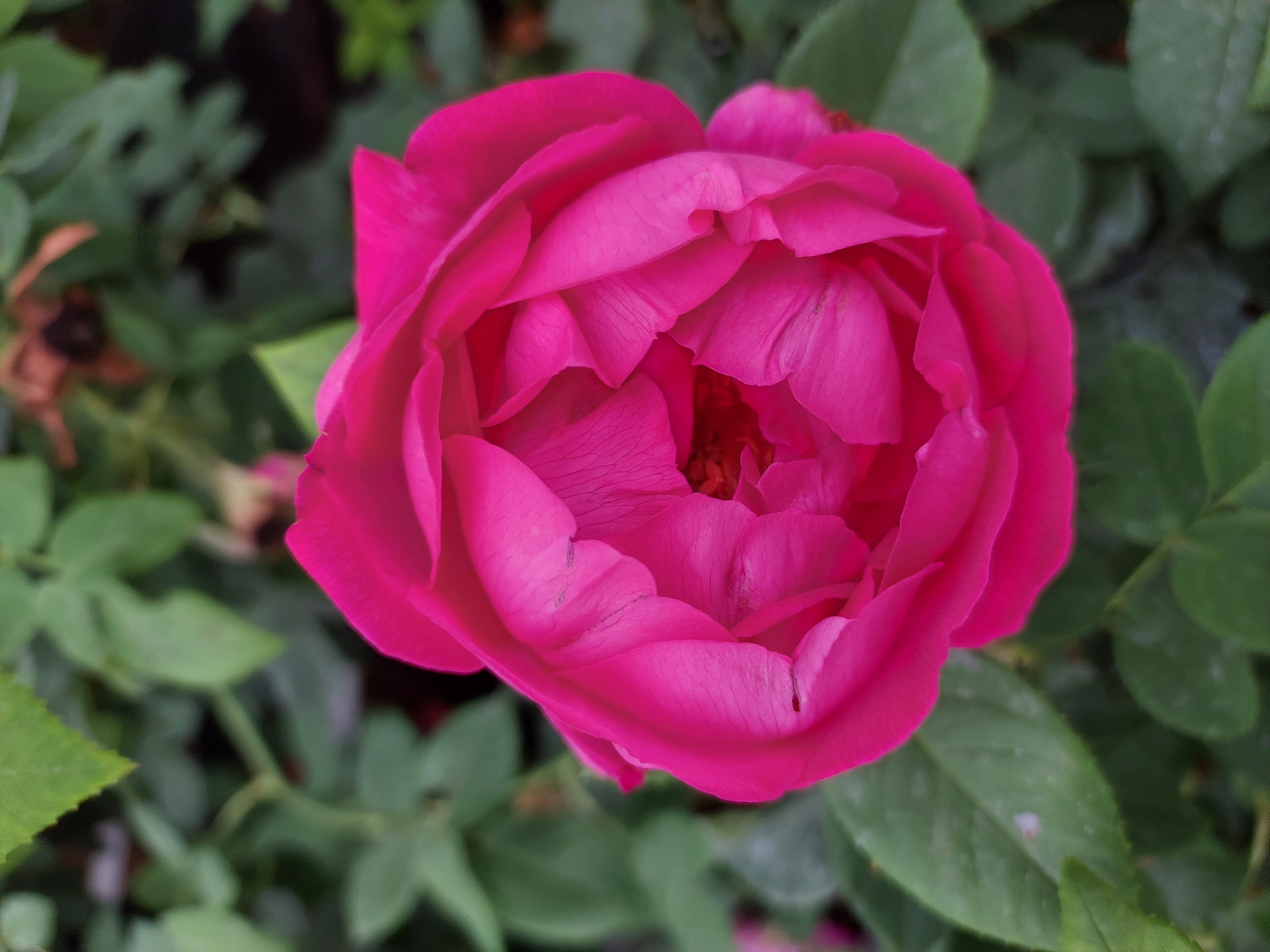Baumschule Gold Rose Rose * Ulrich Brunner Fils * Rarität im Topf gewachsen