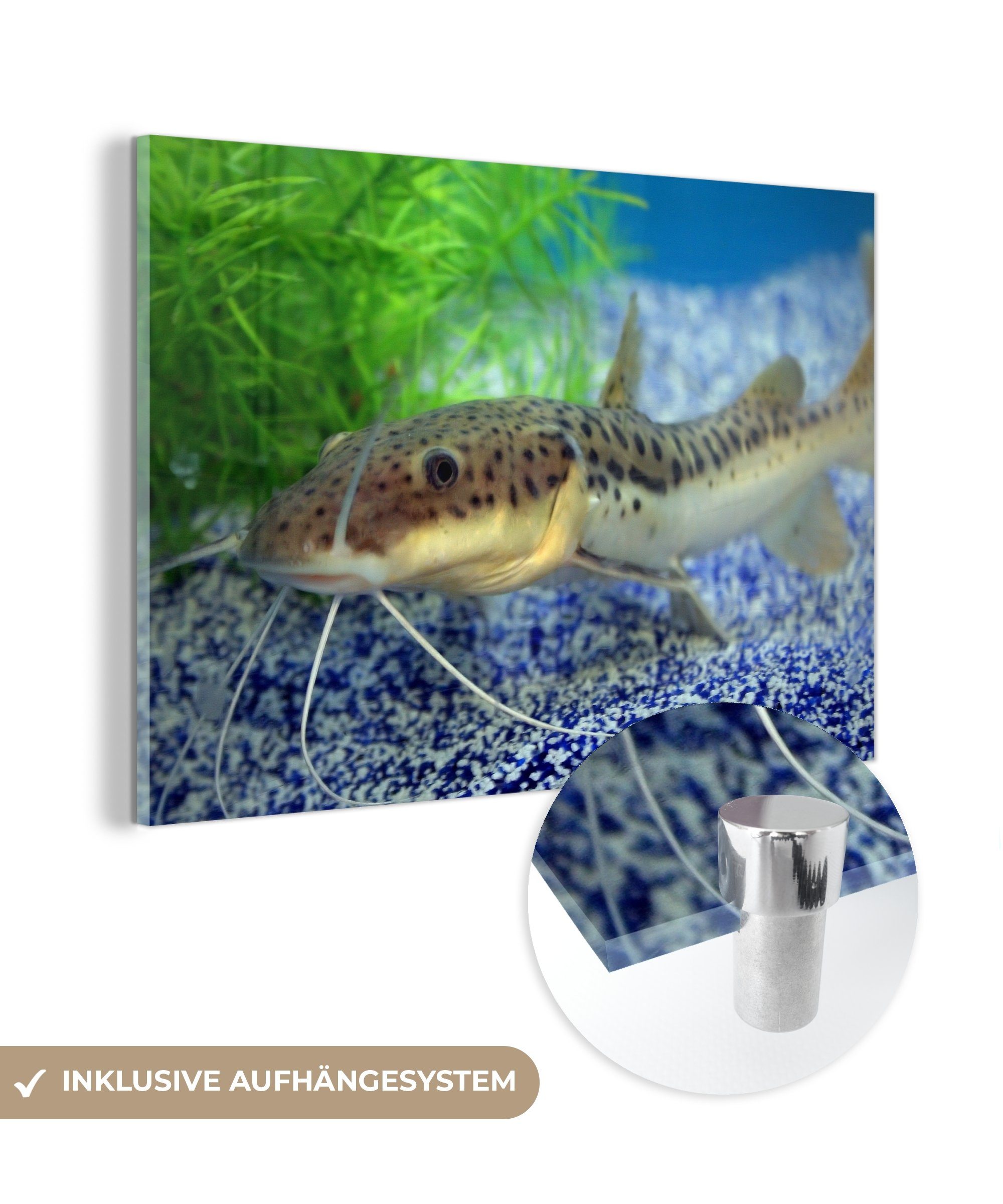 MuchoWow Acrylglasbild Ein Wels in einem Aquarium, (1 St), Acrylglasbilder Wohnzimmer & Schlafzimmer