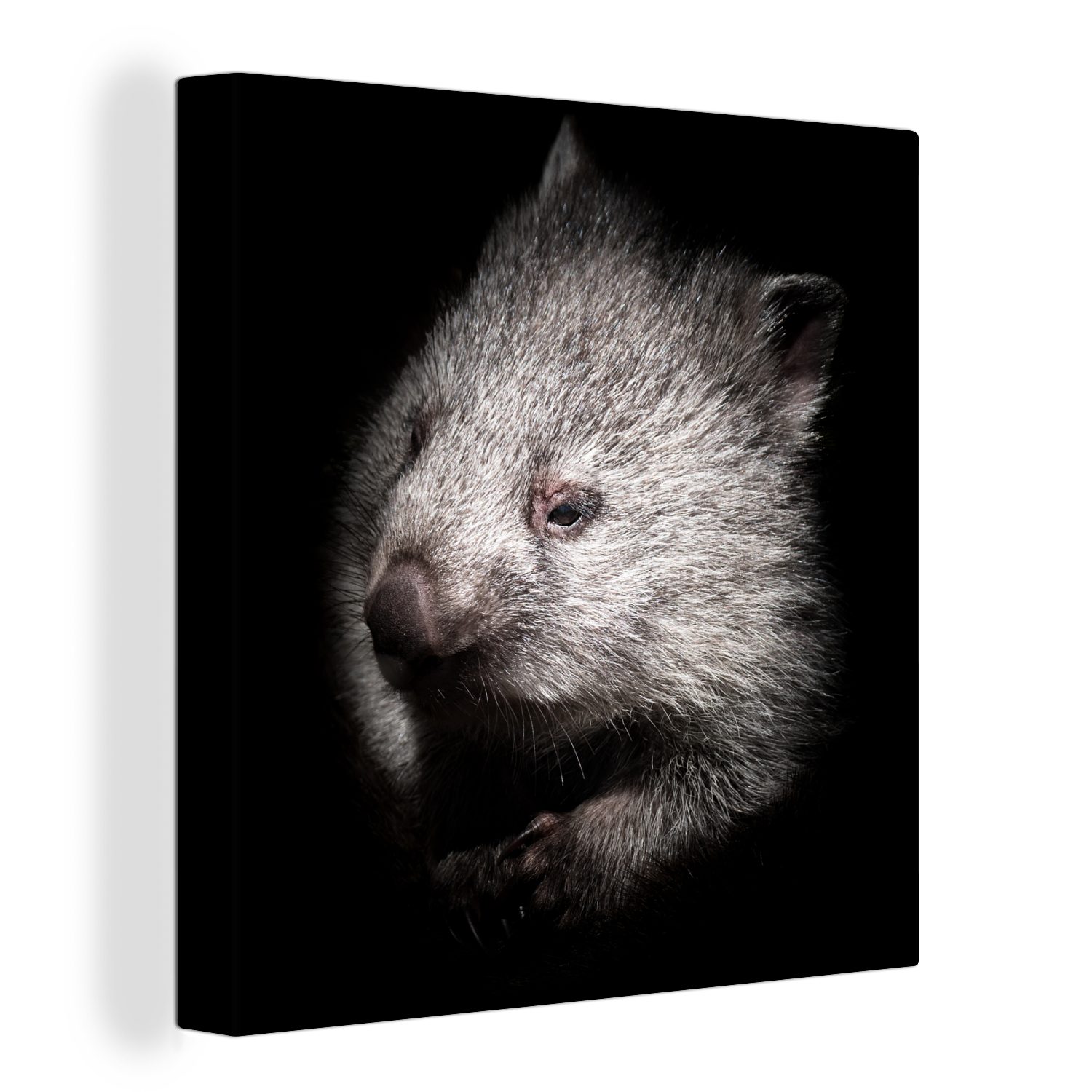 (1 Wohnzimmer Bilder Leinwand Leinwandbild St), Schlafzimmer OneMillionCanvasses® für Ein Schwarz-Weiß-Porträt Wombats, eines