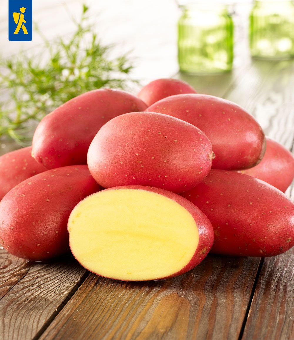 BALDUR Garten Gemüsepflanze Pflanzkartoffeln Klassiker 'Laura', 10 St., Kartoffelknolle, ertragreich, pflegeleicht