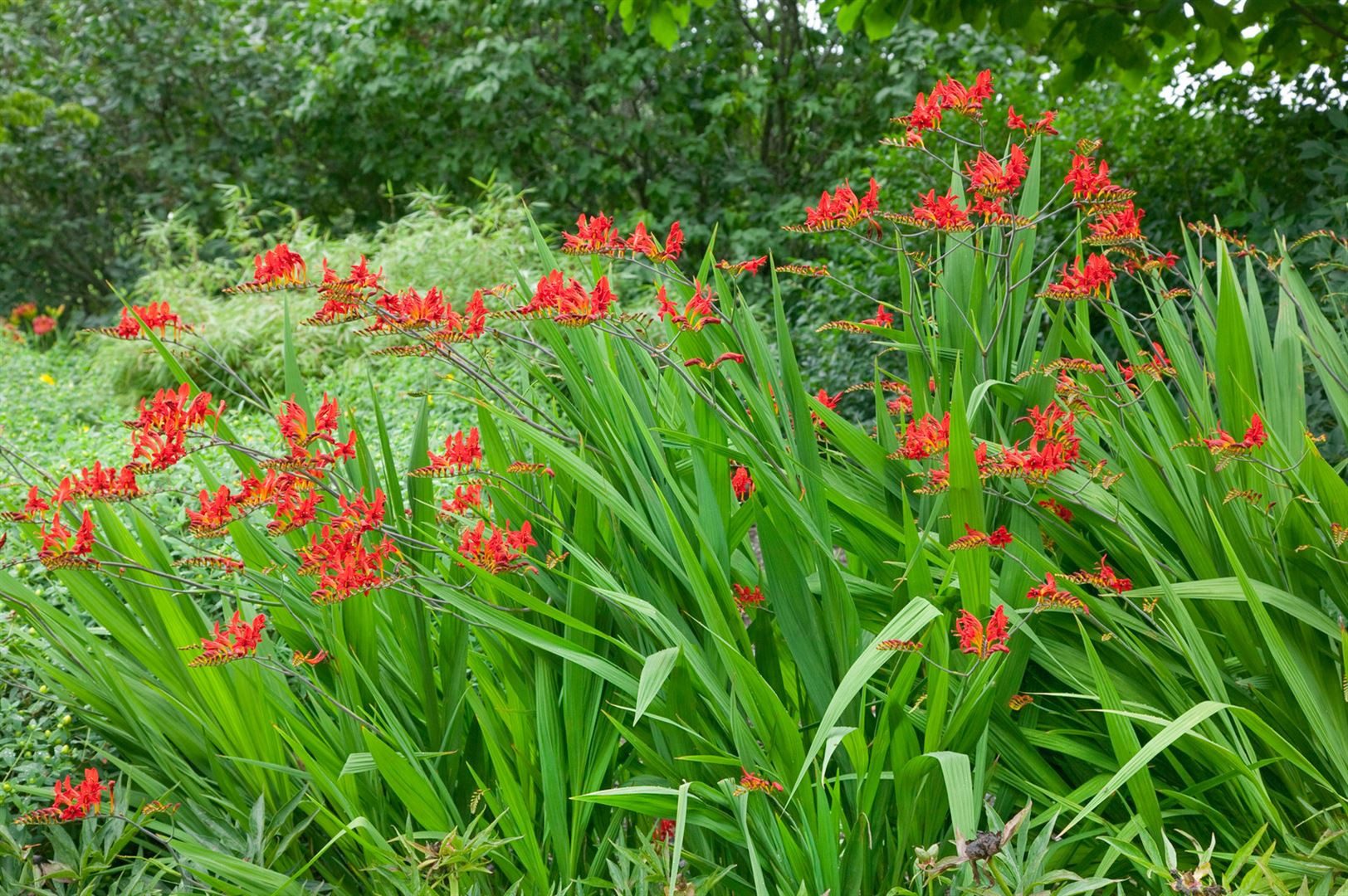 Pflanzen für Dich Staude Crocosmia crocosmiiflora Lucifer, 1 St., Montbretie, Garten-Montbretie