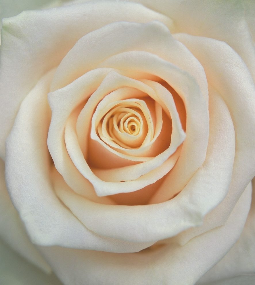 Rasch Fototapete Rosen Blüte - Vliestapete Weiß Beige Creme, floral, (1 Rolle, 1 St., Kollektion 'Magicwalls' - 2,65 m x 2,12 m), Lichtbeständige Farben - Feucht abwischbar - Restlost abziehbar