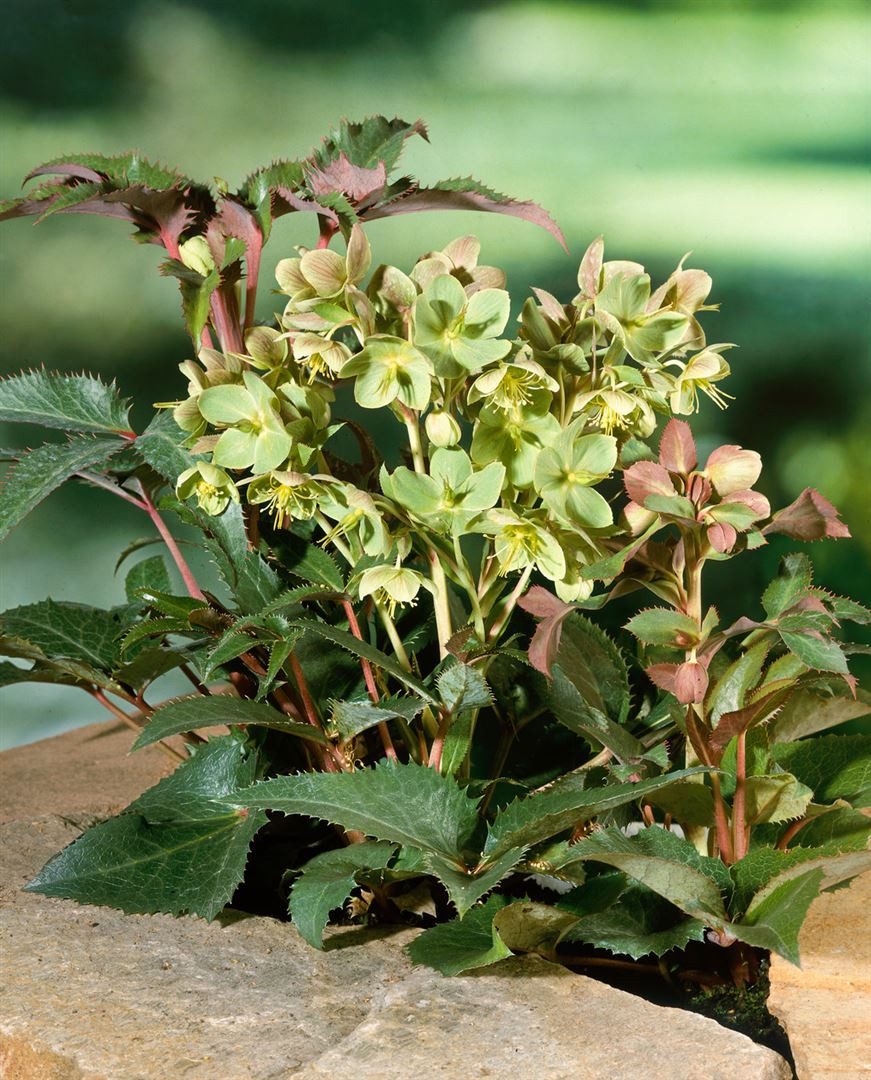Pflanzen für Dich Staude Helleborus sternii, 1 St., Stern-Nieswurz