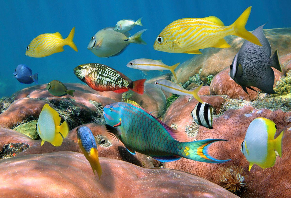 Fototapete Fische