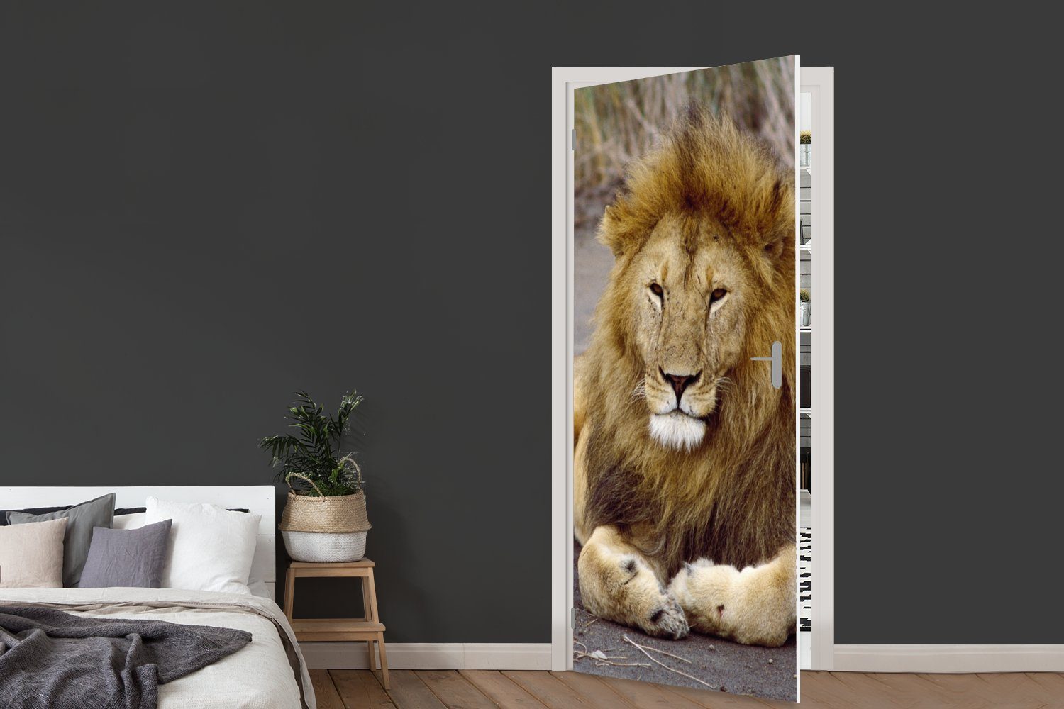 Tier, Löwe bedruckt, (1 Fototapete 75x205 Türtapete Tür, für MuchoWow Afrika Matt, cm St), - - Türaufkleber,