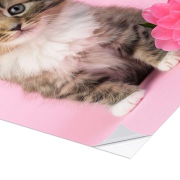 Posterlounge Wandfolie Greg Cuddiford, Katze mit rosa Blume, Fotografie