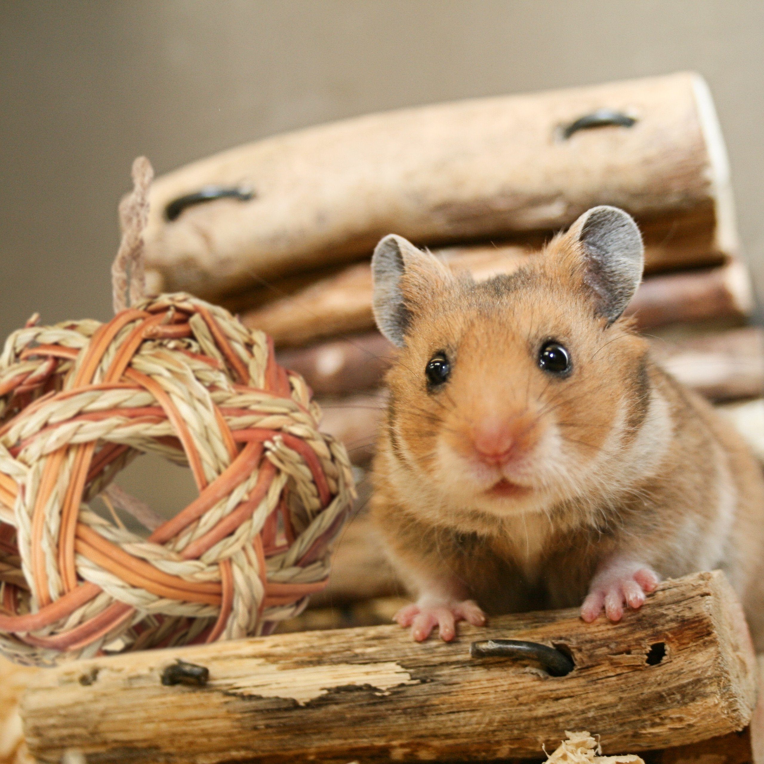 relaxdays Kleintiertunnel Hamster Zubehör Set 5 tlg., Pflanzenfaser