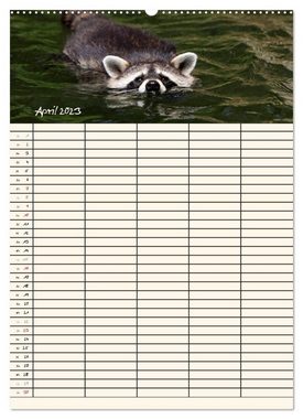 CALVENDO Wandkalender Waschbären Familienplaner (Premium, hochwertiger DIN A2 Wandkalender 2023, Kunstdruck in Hochglanz)