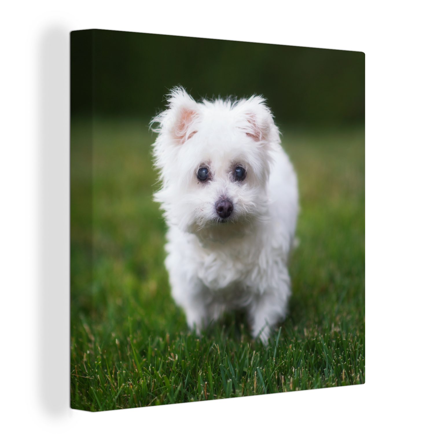 OneMillionCanvasses® Leinwandbild Malteser Hund auf für einer St), Leinwand Bilder Wohnzimmer Schlafzimmer Wiese, (1