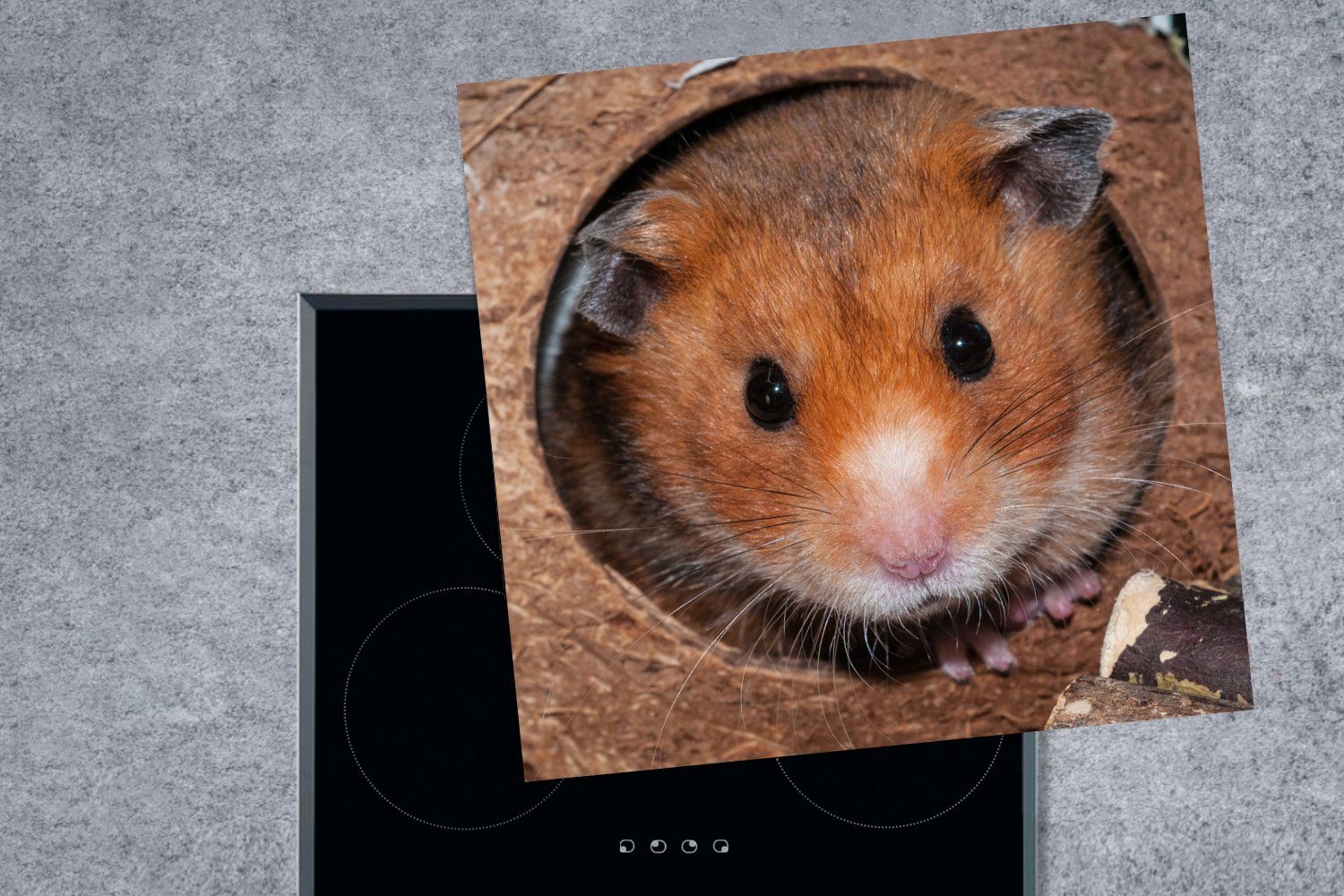 Hamster Ceranfeldabdeckung, Vinyl, cm, Herdblende-/Abdeckplatte kommt zum 78x78 für Zuschauen, Arbeitsplatte küche MuchoWow (1 tlg),