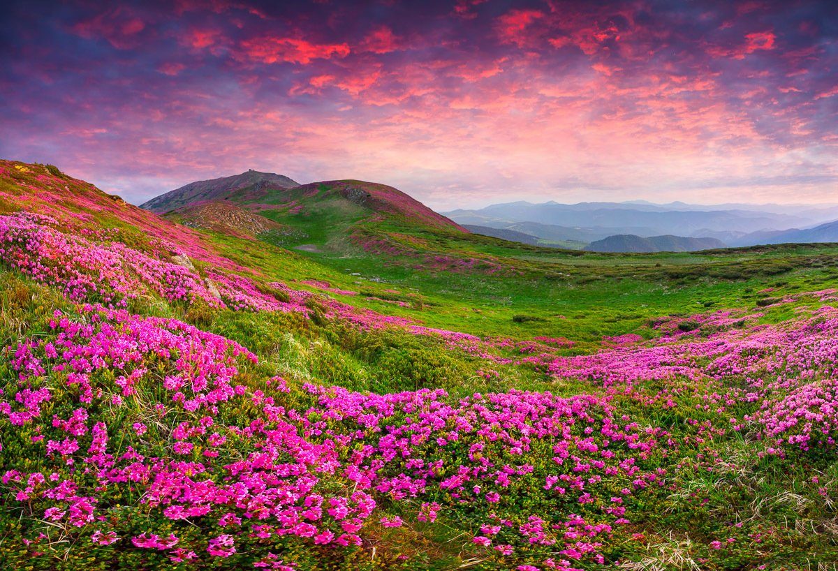 Rhododendron Fototapete Papermoon Blumen