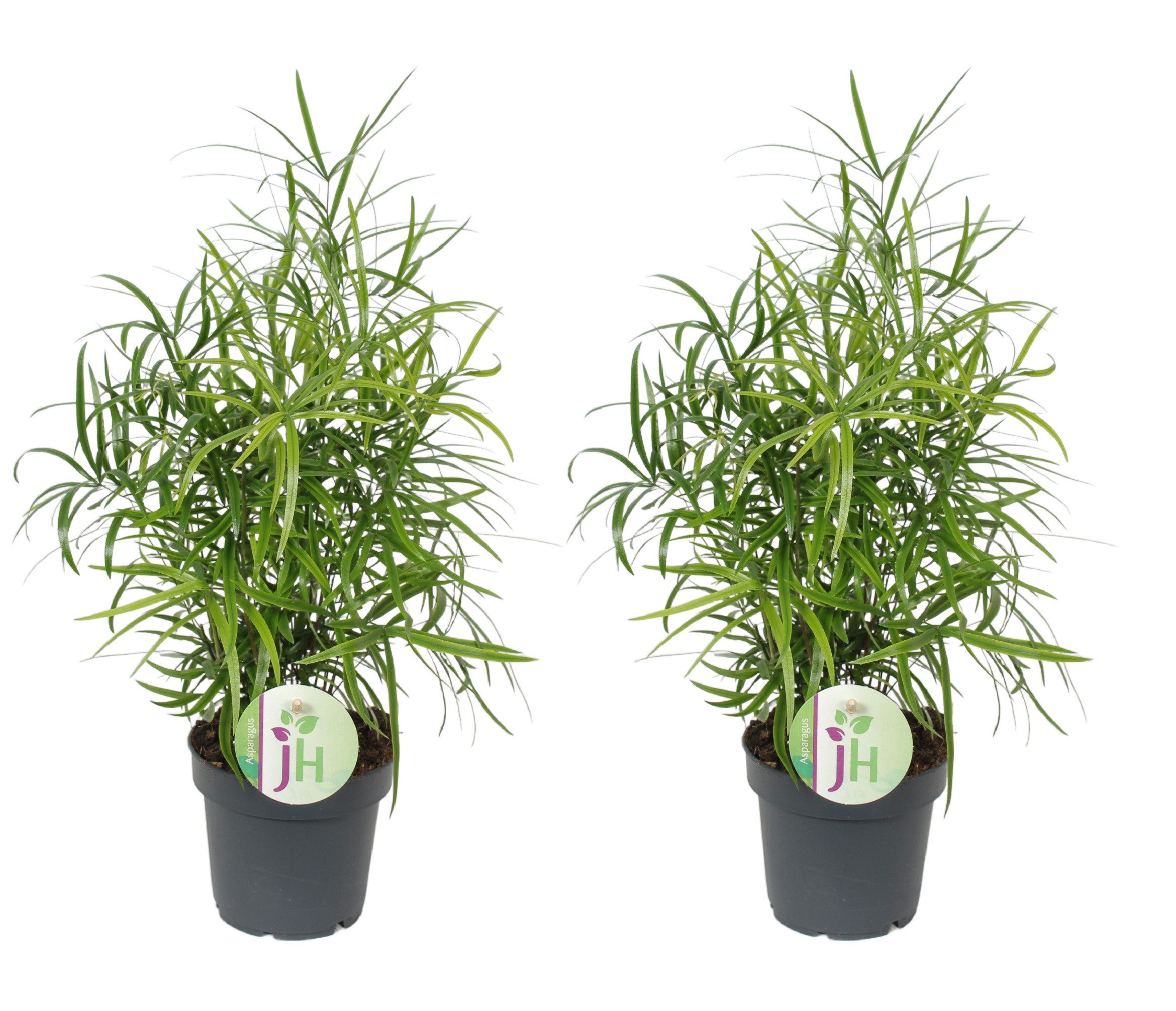 meinvipshop Zimmerpflanze Zierspargel Asparagus falcatus 2er Set