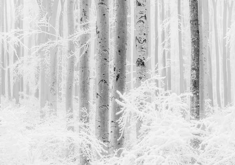 Komar Vliestapete Winter Wood, (1 St), 400x280 cm (Breite x Höhe), Vliestapete, 100 cm Bahnbreite