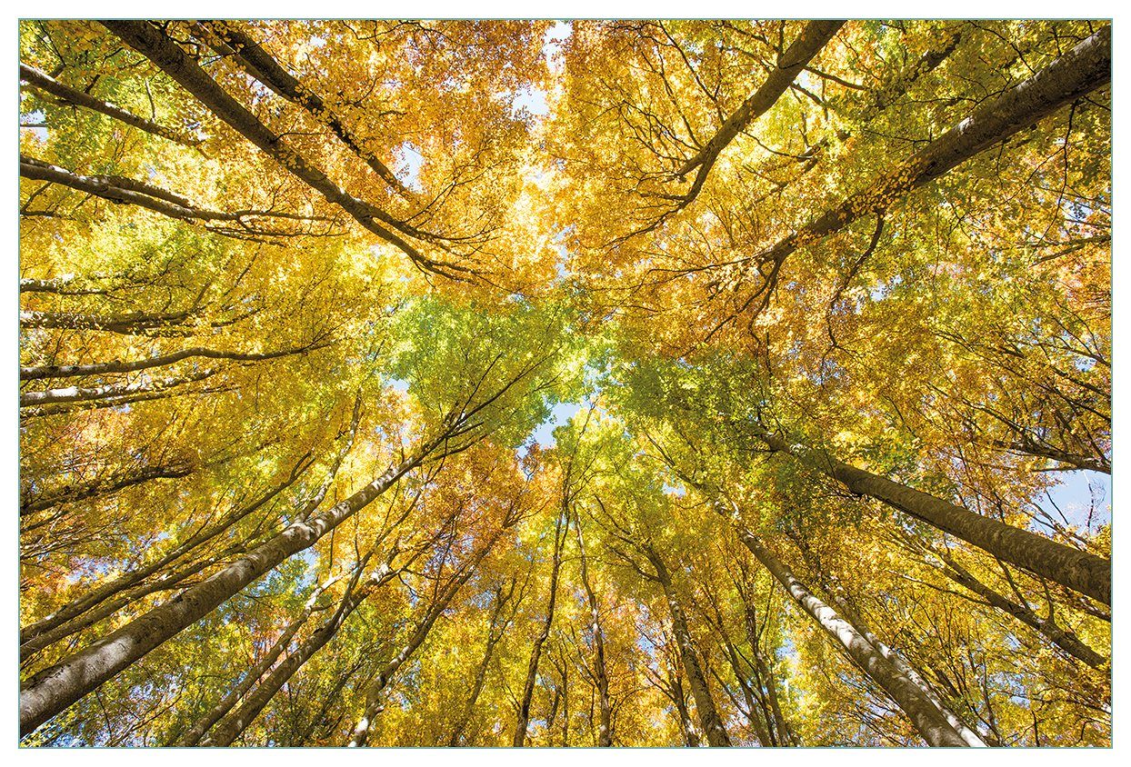 Wallario Küchenrückwand Goldener Herbst - Bunte Blätter von unten betrachtet, (1-tlg)