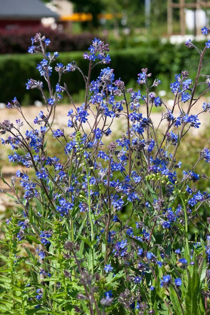 Pflanzen für Dich Staude Anchusa azurea, 1 St., Große Ochsenzunge, Italienische Ochsenzunge