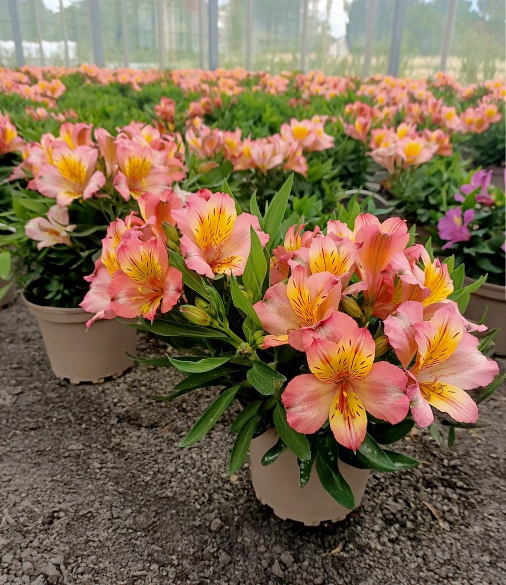BALDUR Garten Staude Winterharte Alstromeria Incalys® 'Salmon', im 12 cm XL-Topf, 1 St., Alstroemeria, winterhart, mehrjährig, pflegeleicht