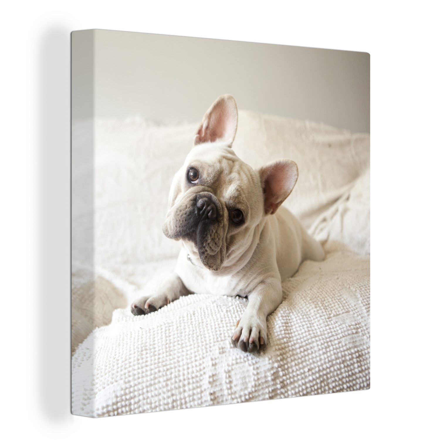 OneMillionCanvasses® Leinwandbild Französische Bulldogge - Bank - Vorleger, (1 St), Leinwand Bilder für Wohnzimmer Schlafzimmer