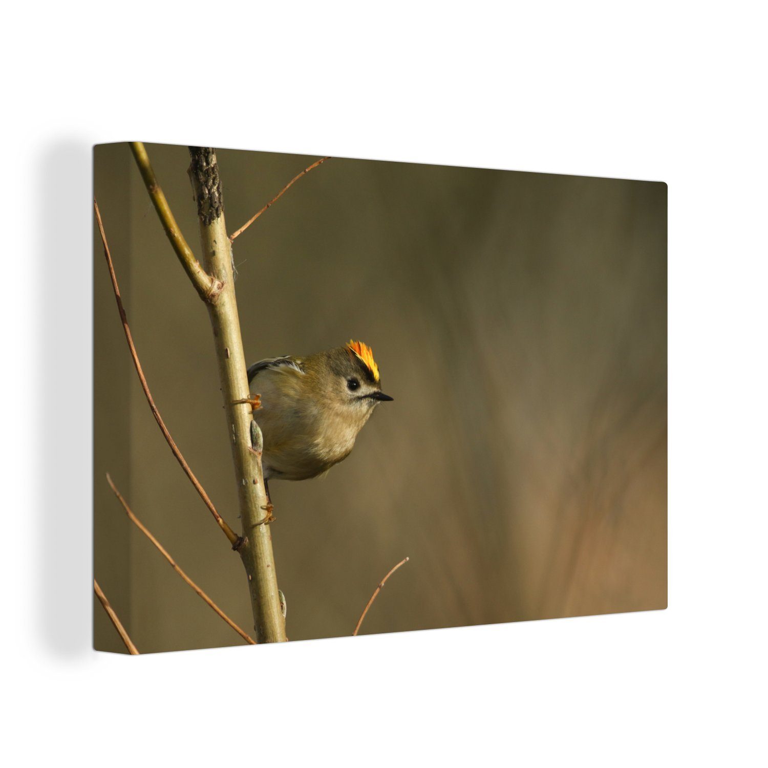 OneMillionCanvasses® Leinwandbild Kleines Goldhähnchen allein auf einem Ast im Baum, (1 St), Wandbild Leinwandbilder, Aufhängefertig, Wanddeko, 30x20 cm