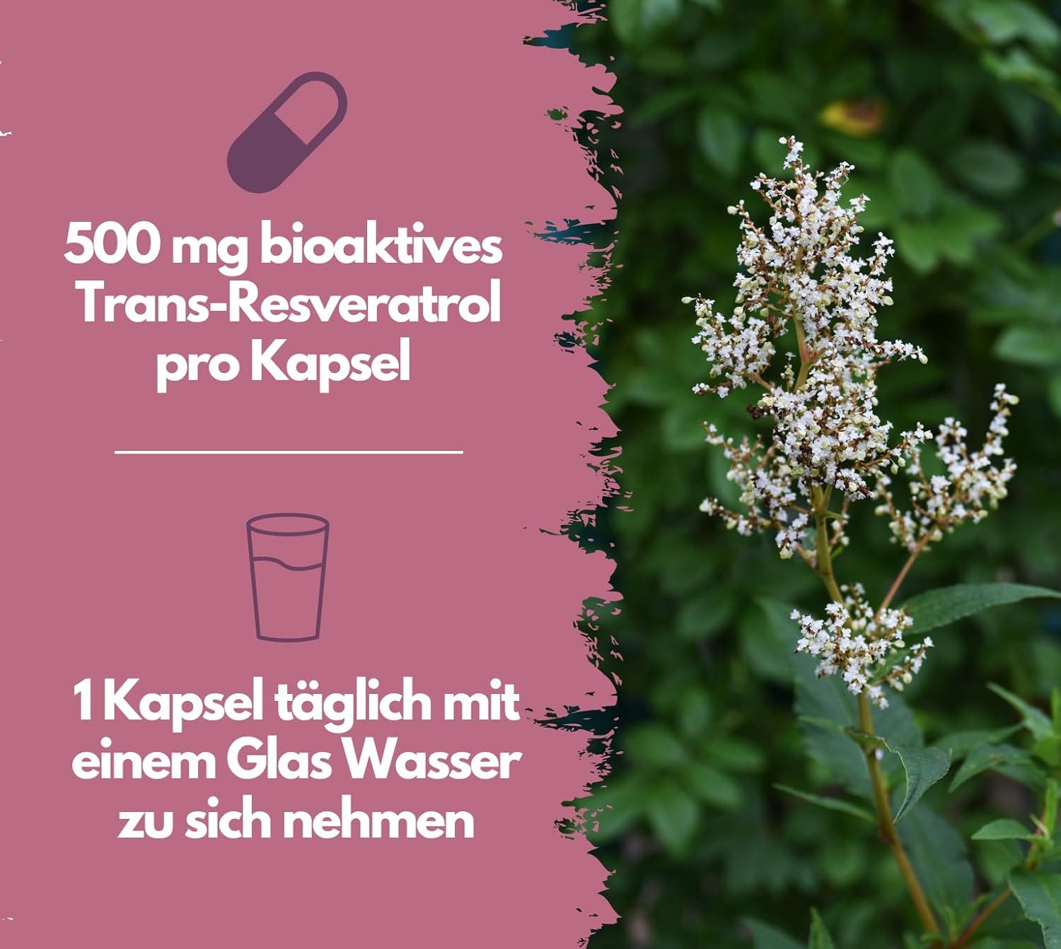 Resveratrol Kapseln, 500mg pro Kapsel, vegan Kapseln, 79 g