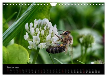 CALVENDO Wandkalender Arbeitsbienen (Wandkalender 2025 DIN A4 quer), CALVENDO Monatskalender