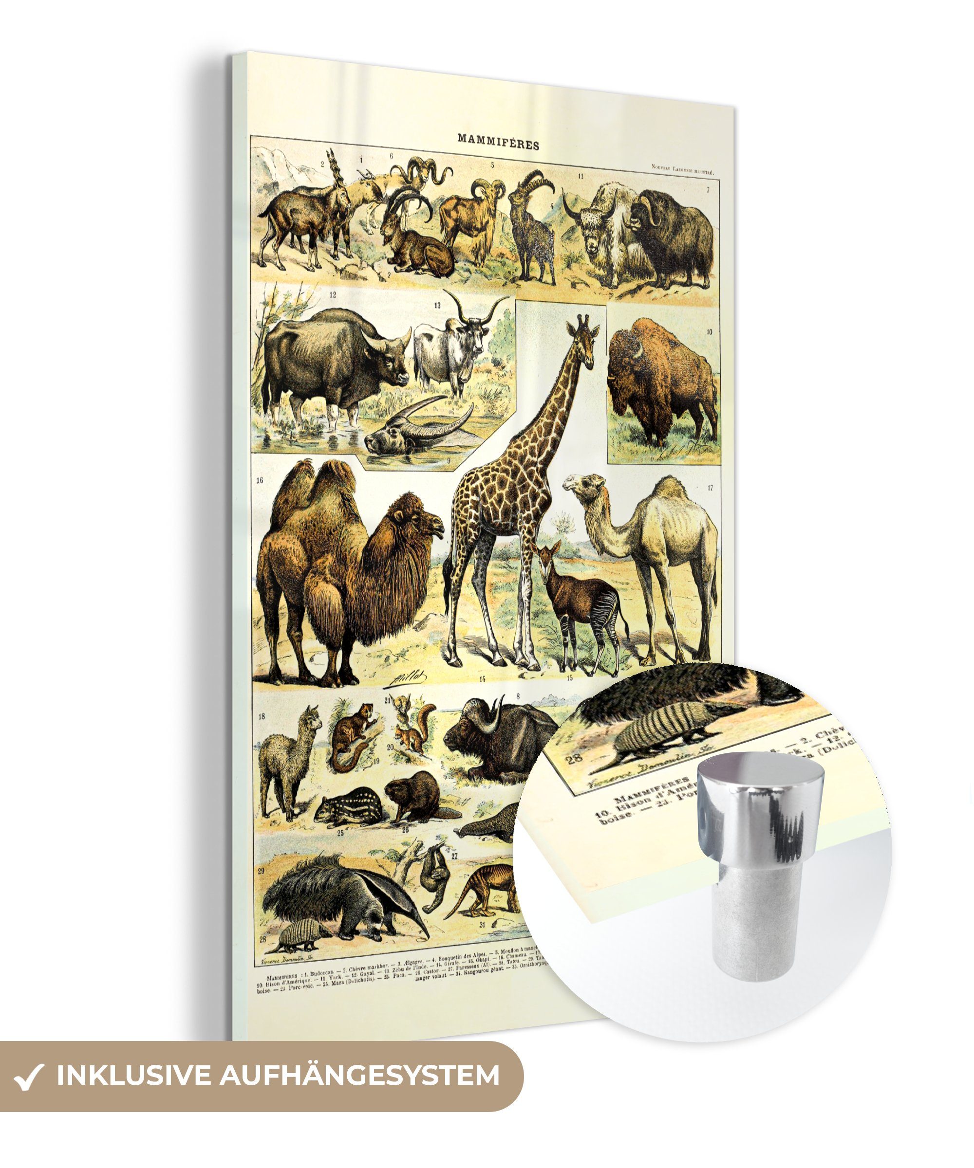 MuchoWow Acrylglasbild Tiere - Giraffe - Kamel, (1 St), Glasbilder - Bilder auf Glas Wandbild - Foto auf Glas - Wanddekoration