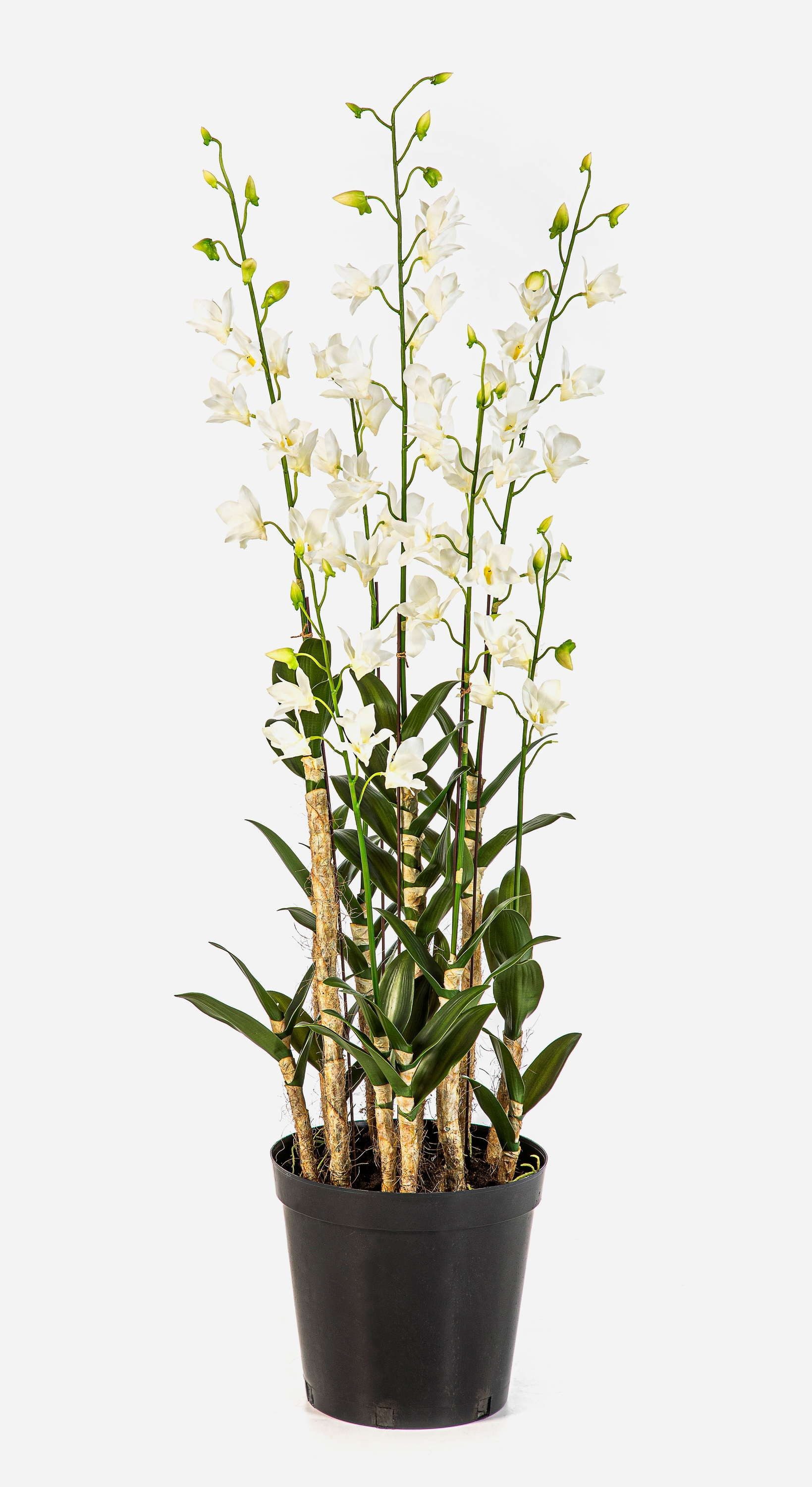 Kunstorchidee Künstliche Orchidee LOFINA im Dekotopf, weiß, 130cm Orchidee (Orchidee dendrobium sonia), artplants, Höhe 130.0 cm