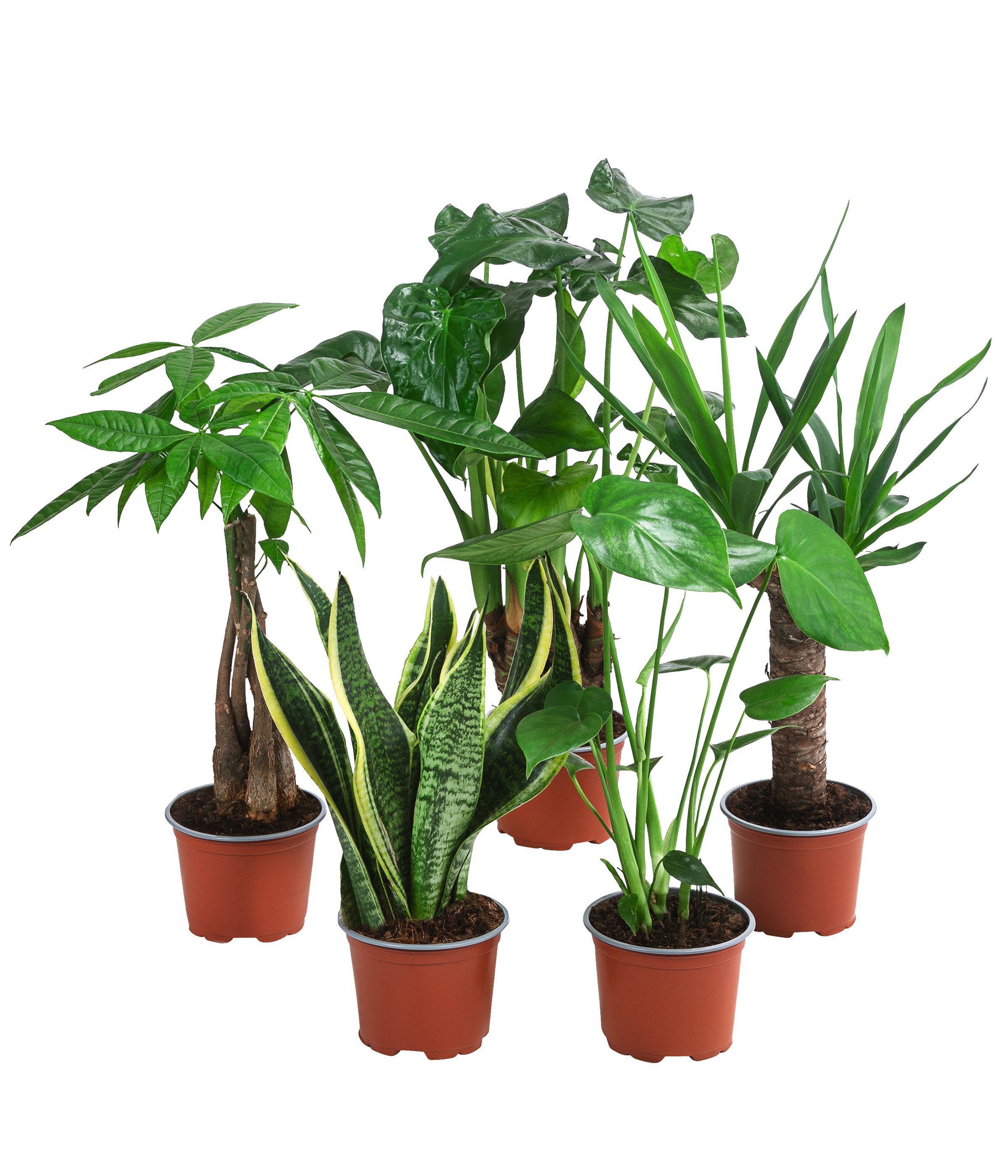 Dehner Zimmerpflanze Pflanzenset Tropical, 5er Set, je 30-35 cm inkl. Pflanztopf, pflegeleichte Blattschmuckpflanzen-Variationen