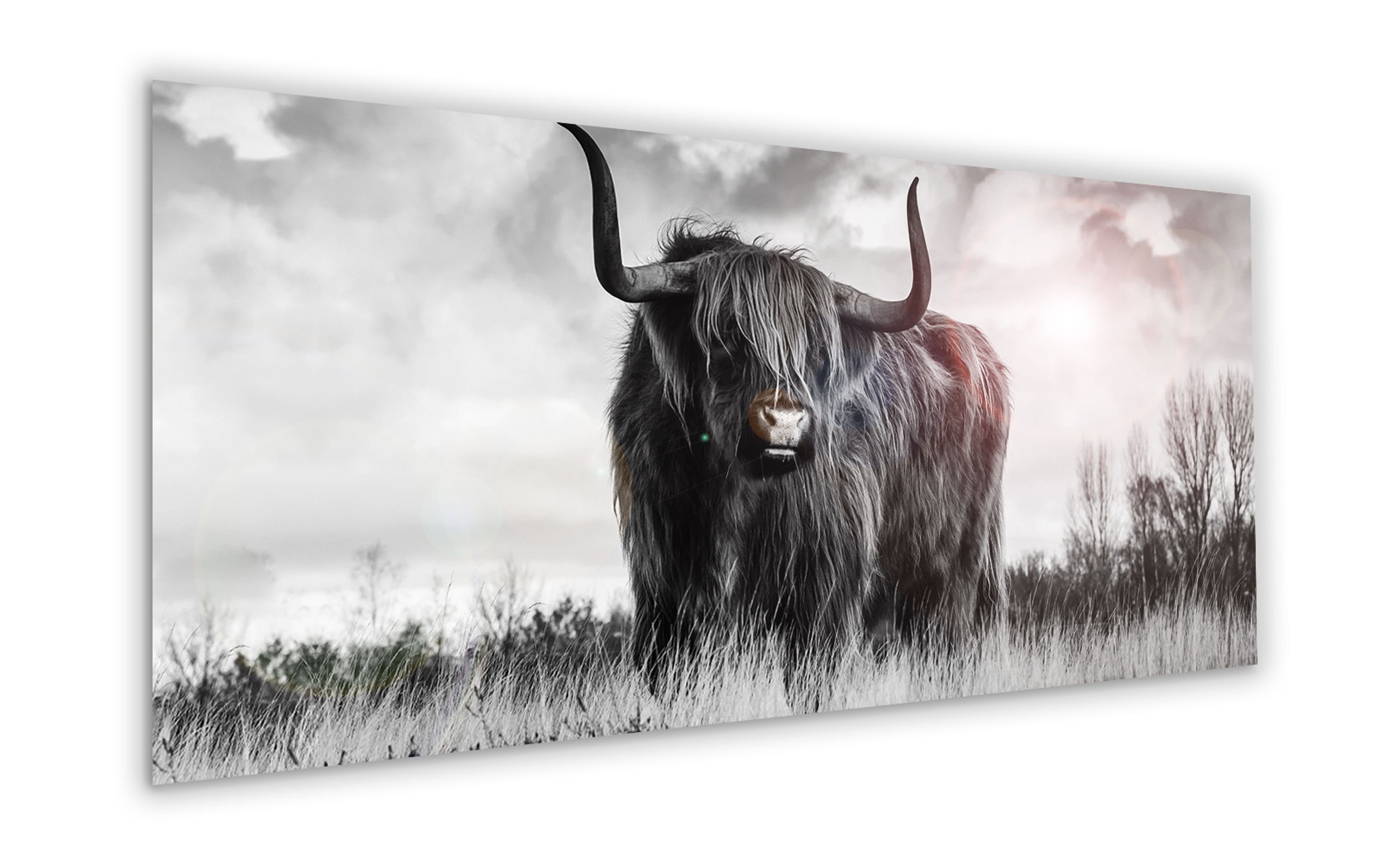 aus groß 125x50 artissimo Hochland-Rinder XXL Bild Kuh Glasbild cm Glasbild quer, schwarz-weiß Tiere: Glas Foto
