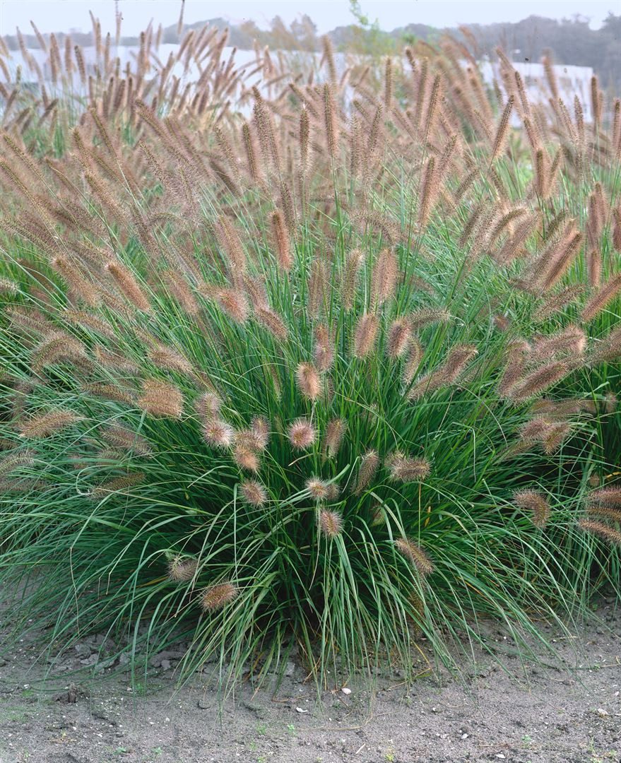 Pflanzen für Dich Травы Pennisetum alopec. Herbstzauber, 1 St., Lampenputzergras, Federborstengras, herbstblühend, ziergras