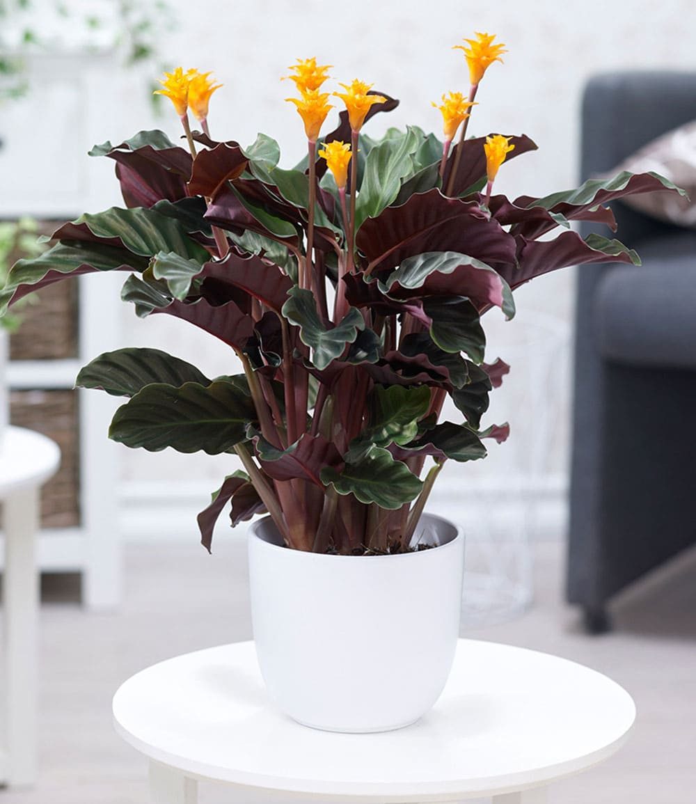 BALDUR Garten Zimmerpflanze Calathea Crocata, 1 St., Zimmerpflanze