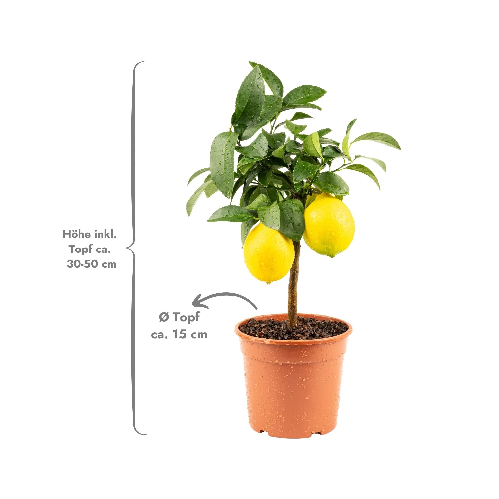 Meine Orangerie Obstpflanze Mini-Zitruspflanze im Ø15 cm Topf - diverse Sorten, echtes Zitrusbäumchen, professionell veredelter und fruchtreifer Zitrusbaum