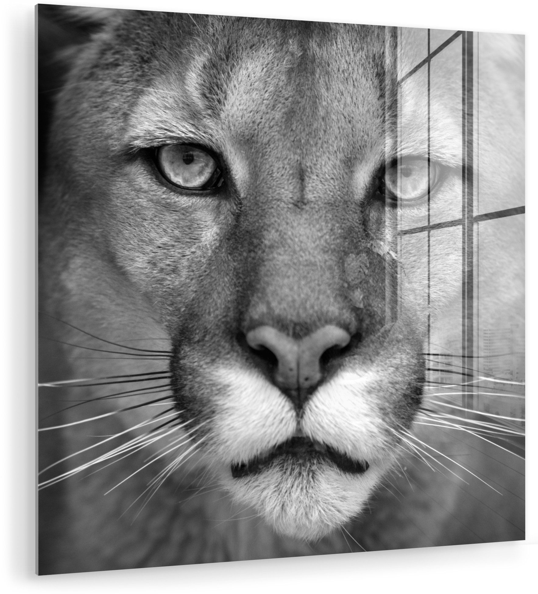 MuchoWow Acrylglasbild Panther - Wildlife - Schwarz - Weiß, Inkl. Aufhängung, Bilder auf Glas Wandbild, Wanddeko Wohnzimmer Badezimmer, 20x20 cm