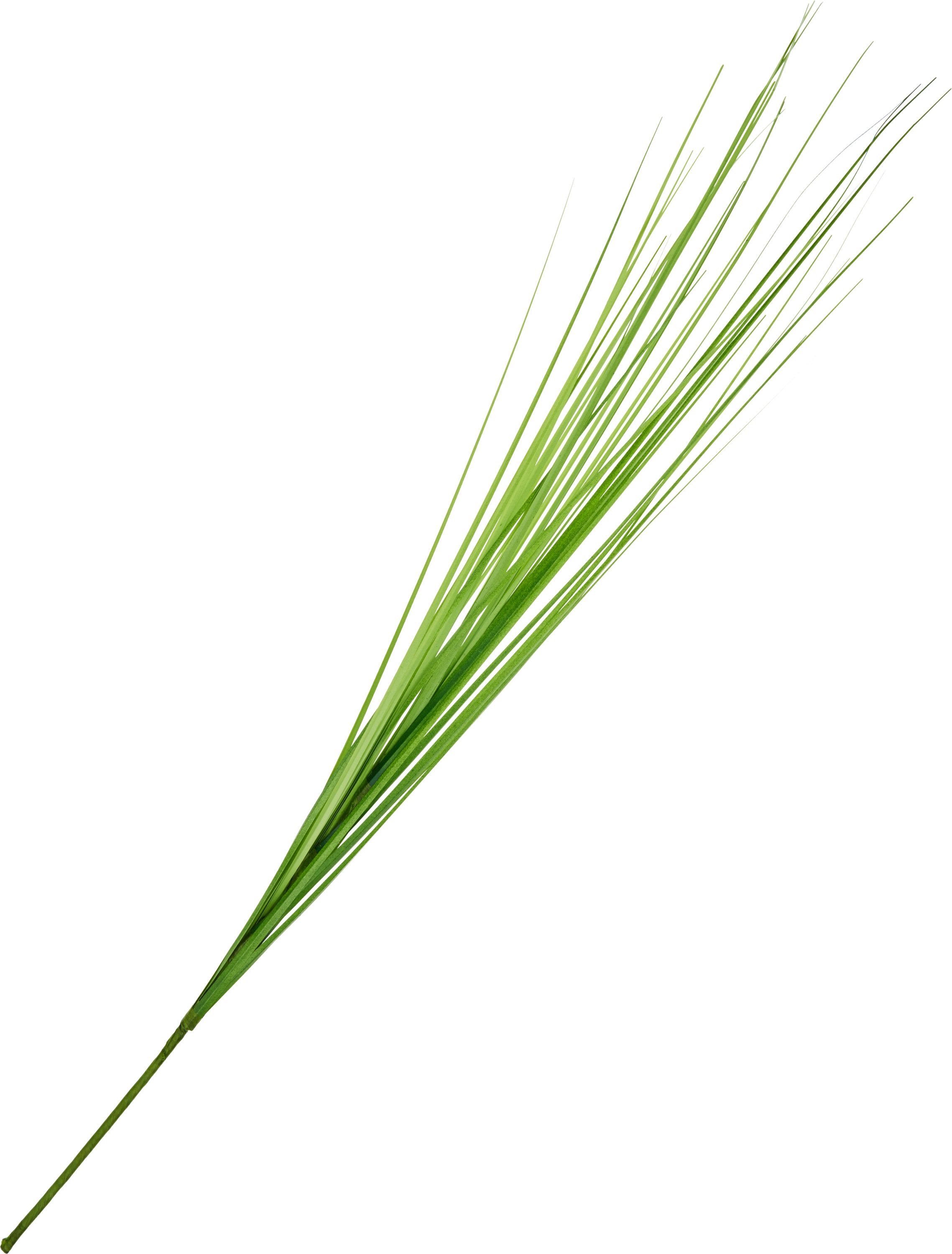Kunstblume Isolepsis