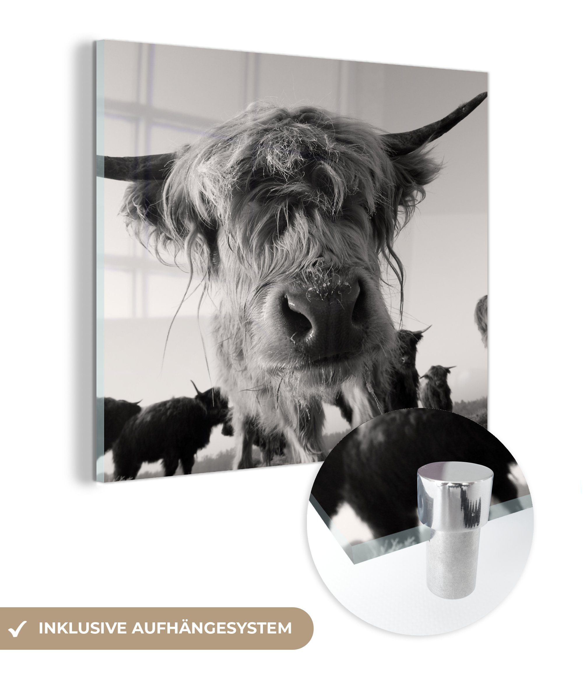 Dekorative Glas Wohnzimmer MuchoWow Schottischer auf St), Weiß - Schwarz - Acrylglasbild Highlander Bild Küche (1 Tiere, - für &