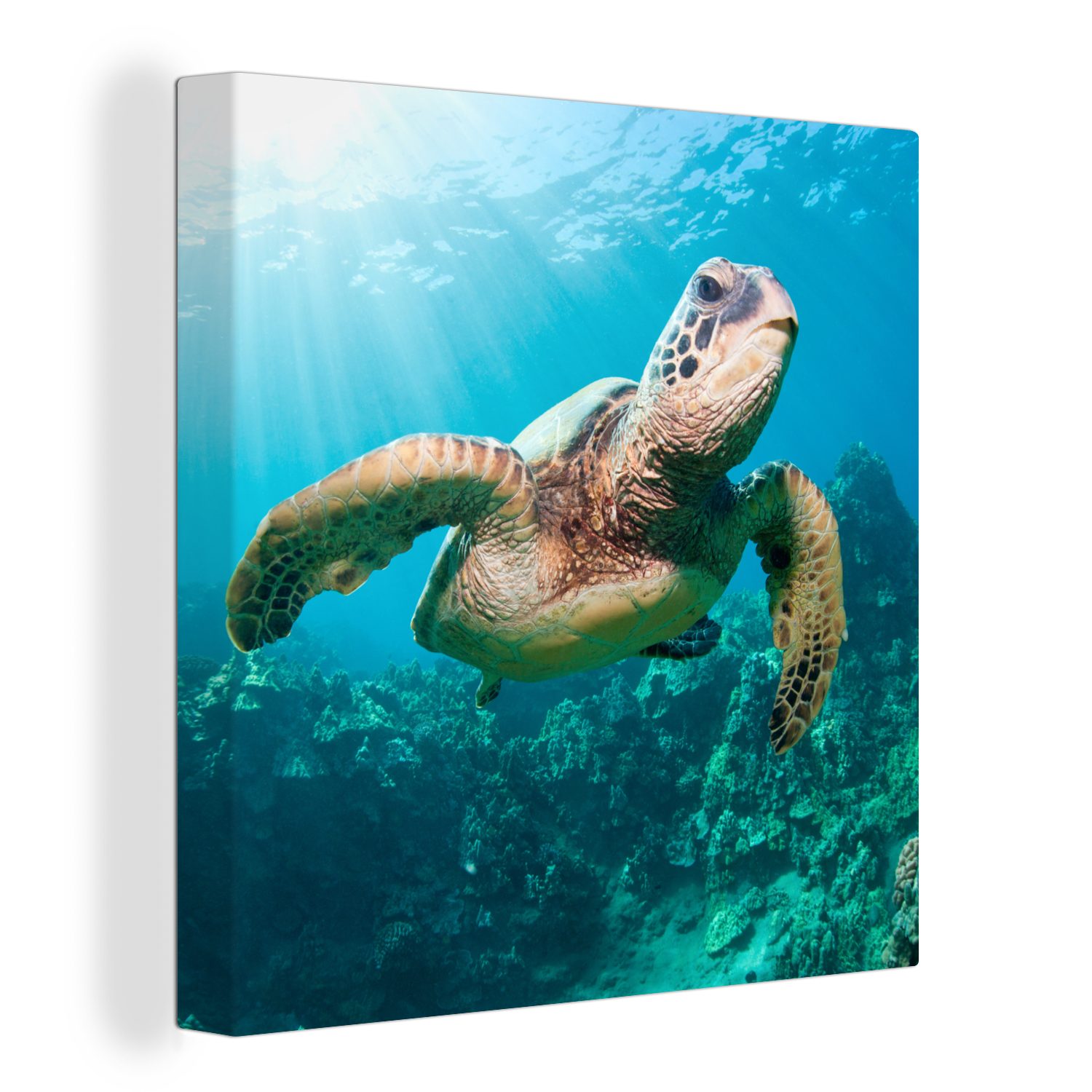 OneMillionCanvasses® Leinwandbild Schwimmende Schildkröte Fotodruck, (1 St), Leinwand Bilder für Wohnzimmer Schlafzimmer