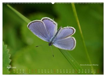 CALVENDO Wandkalender Große und kleine Schmetterlinge (Premium, hochwertiger DIN A2 Wandkalender 2023, Kunstdruck in Hochglanz)