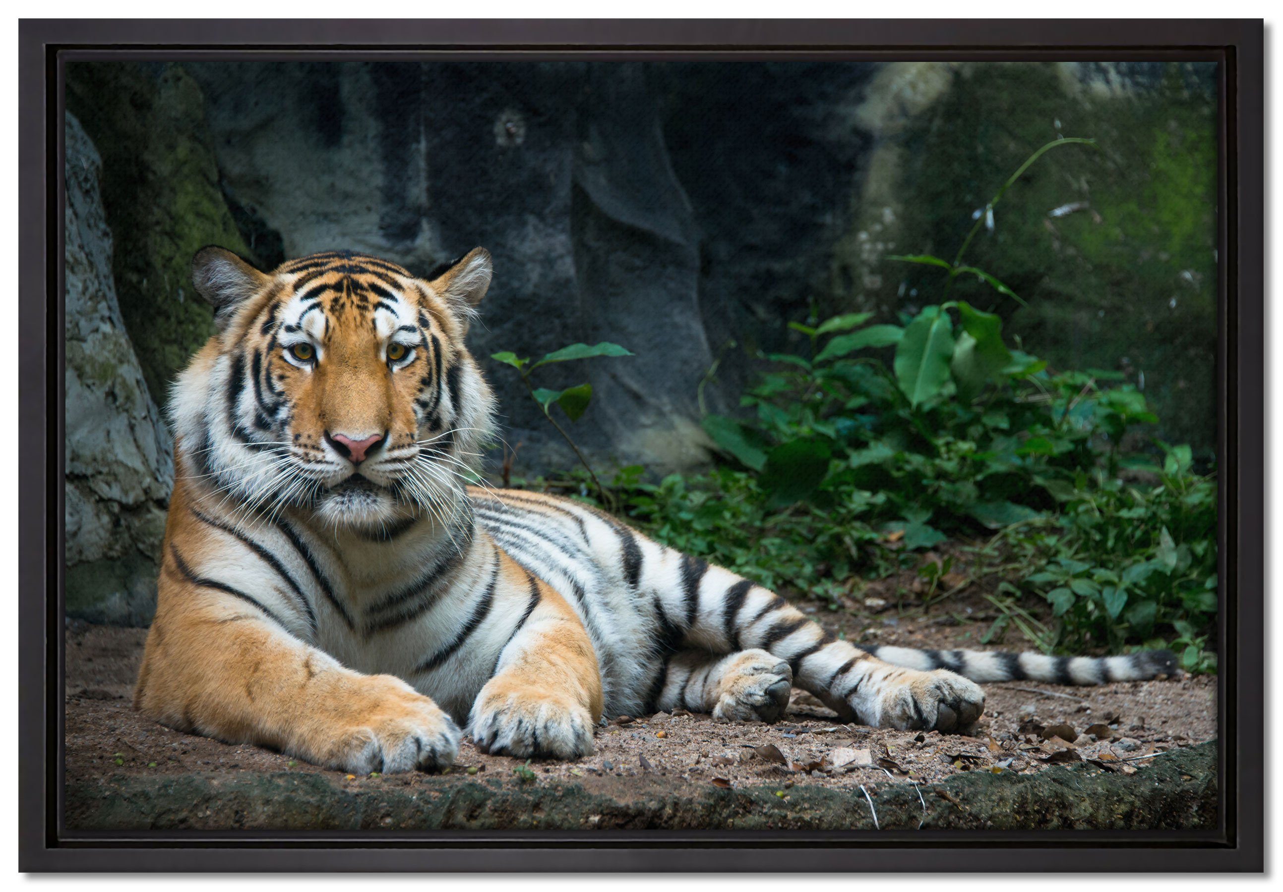 Pixxprint Leinwandbild Liegender Tiger, Wanddekoration (1 St), Leinwandbild fertig bespannt, in einem Schattenfugen-Bilderrahmen gefasst, inkl. Zackenaufhänger