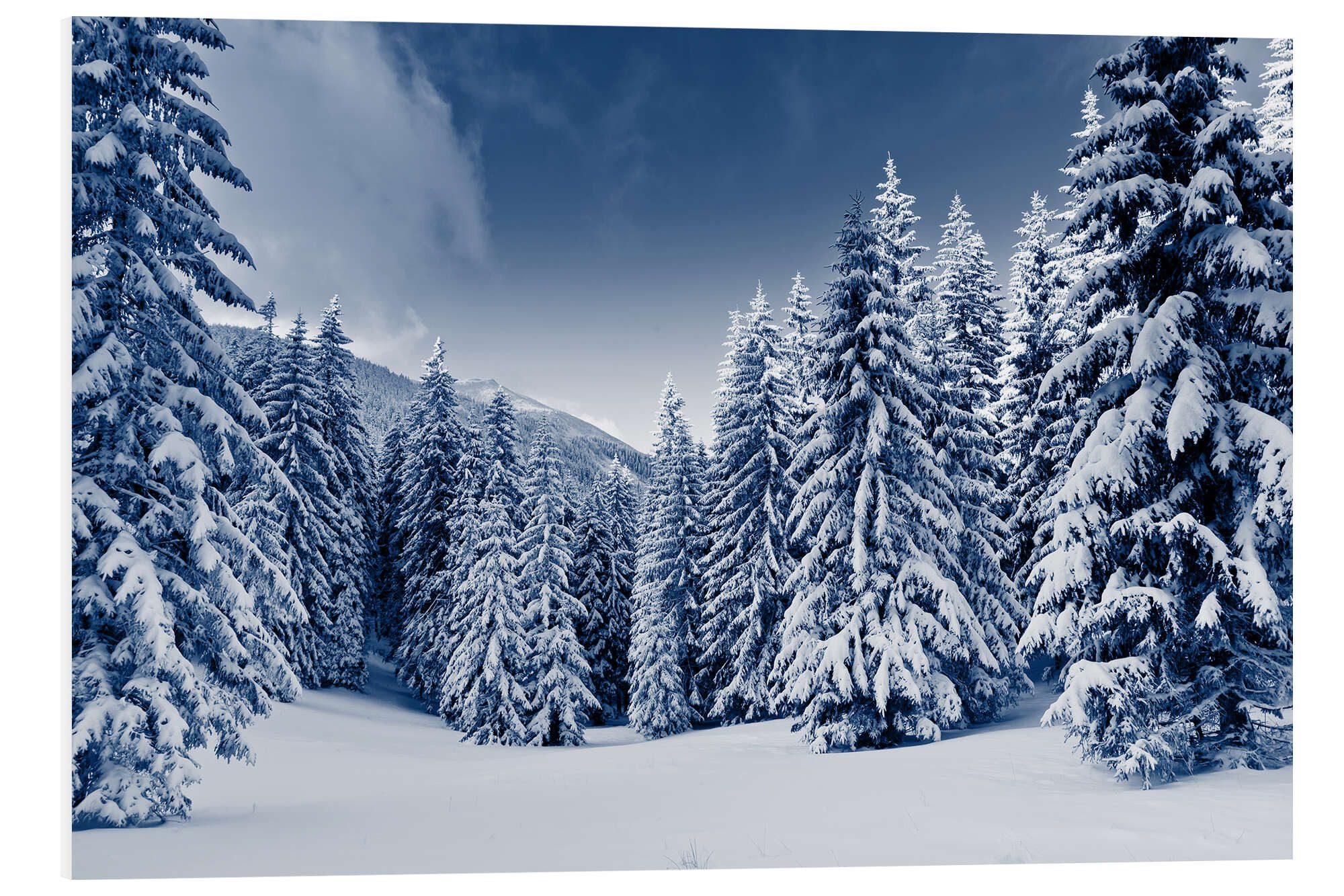 Posterlounge Forex-Bild Editors Choice, Winterlandschaft mit schneebedeckten Bäumen, Fotografie