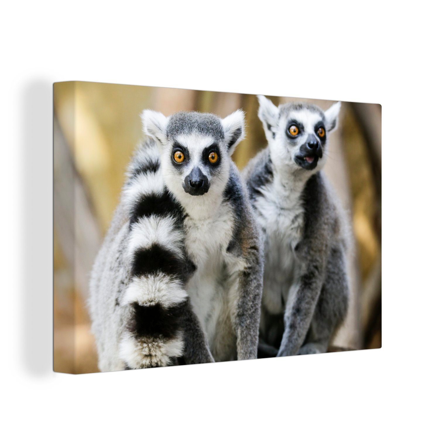 OneMillionCanvasses® Leinwandbild Affe - Ringschwanzlemur - Tier, (1 St), Wandbild Leinwandbilder, Aufhängefertig, Wanddeko, 30x20 cm