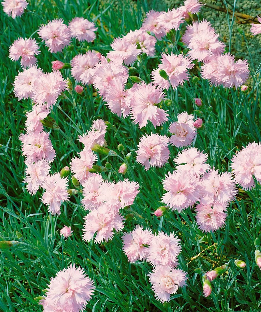 Pflanzen für Dich Staude Dianthus plum. Altrosa, 1 St., Federnelke, Gartennelke