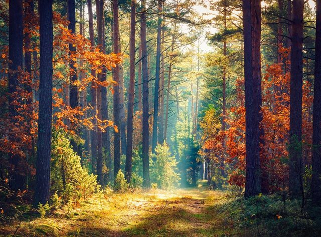 Papermoon Fototapete »Autumn Forest Sun Rays«, glatt-Otto