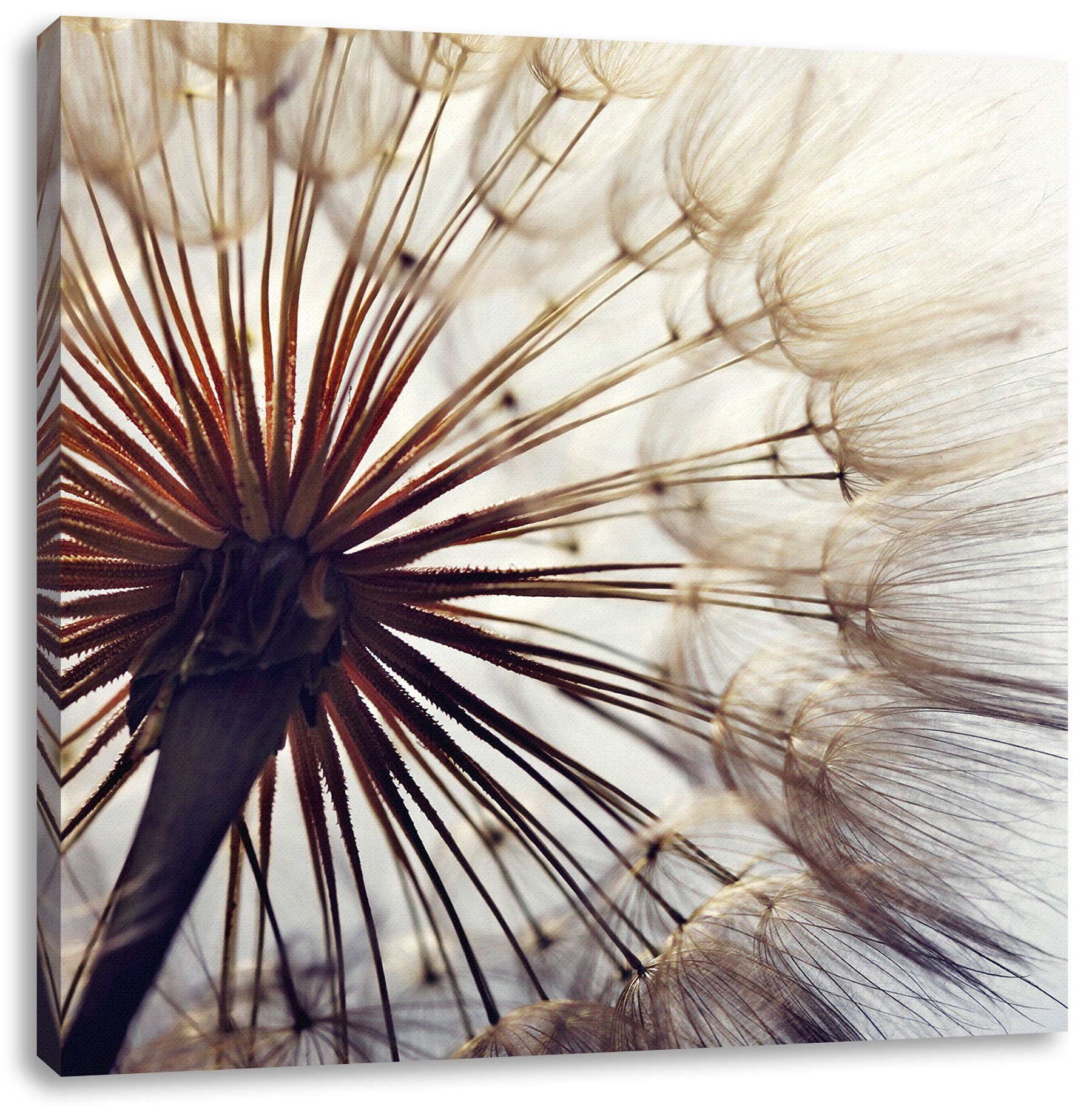Pixxprint Leinwandbild Schöne Pusteblume, Schöne Pusteblume (1 St), Leinwandbild fertig bespannt, inkl. Zackenaufhänger