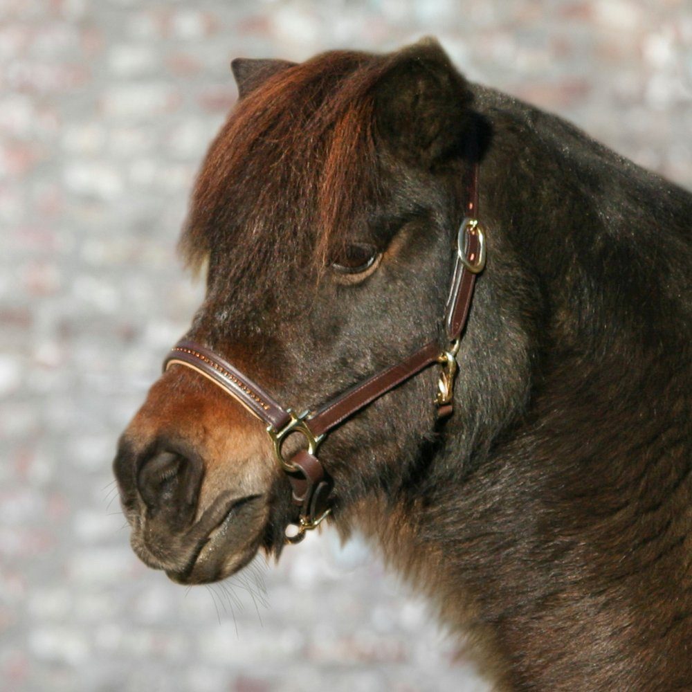 Waldhausen Кобура Waldhausen STAR Lederhalfter Diamond