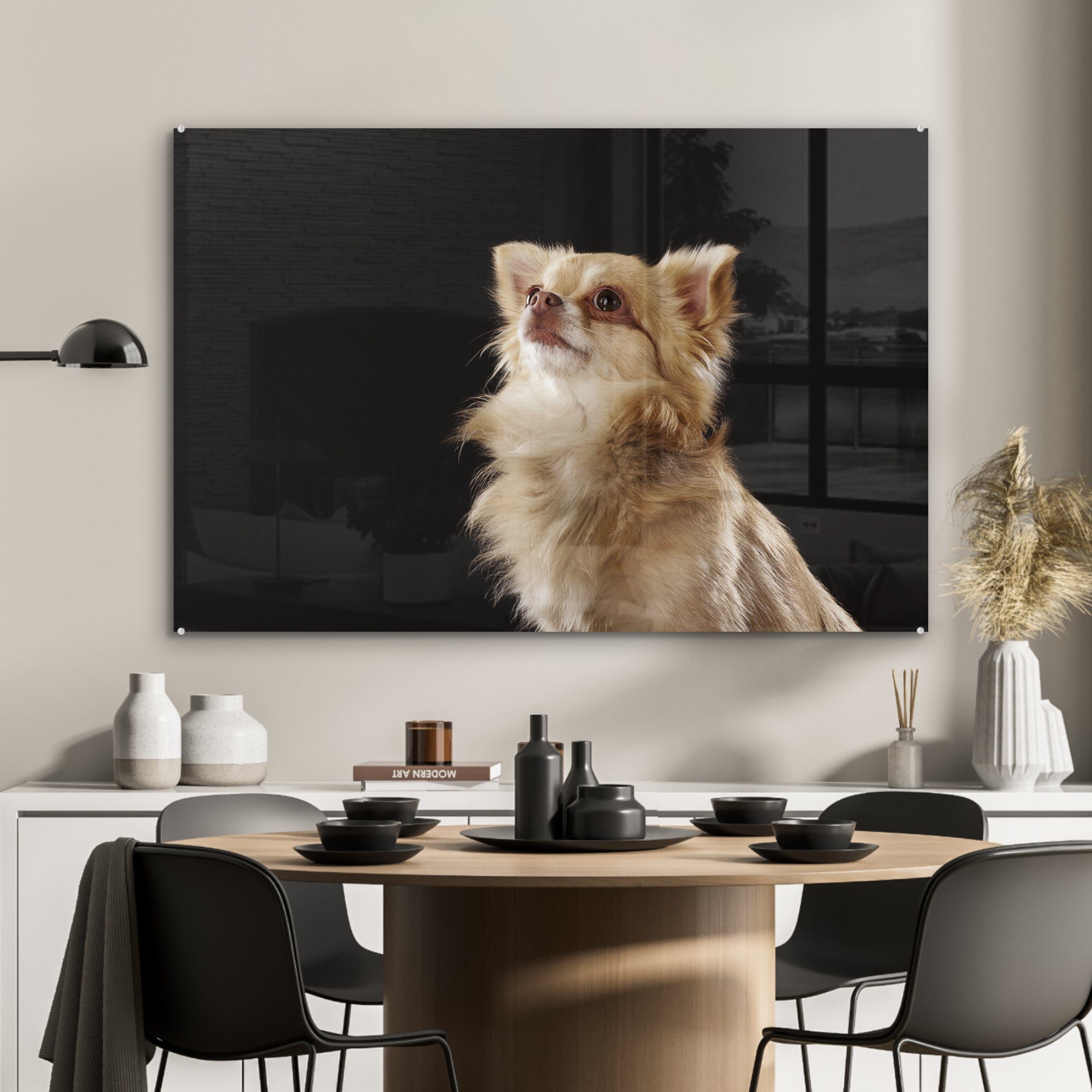 Wohnzimmer St), (1 & Schlafzimmer auf Acrylglasbild Chihuahua Hintergrund, Acrylglasbilder MuchoWow schwarzem